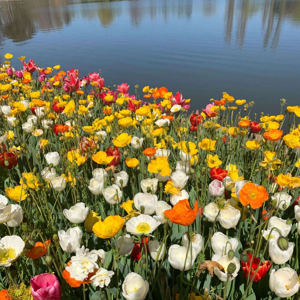 Floriade 2019 in Canberra