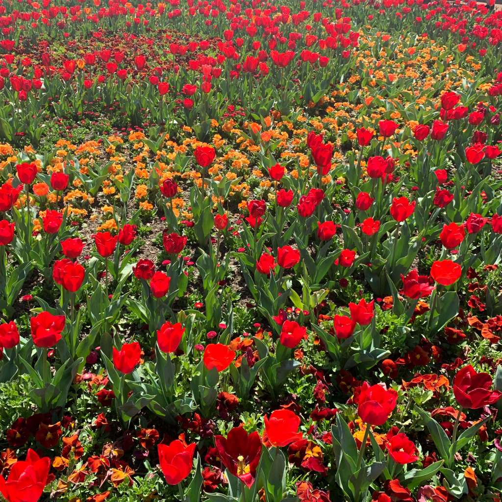 Floriade 2019 in Canberra