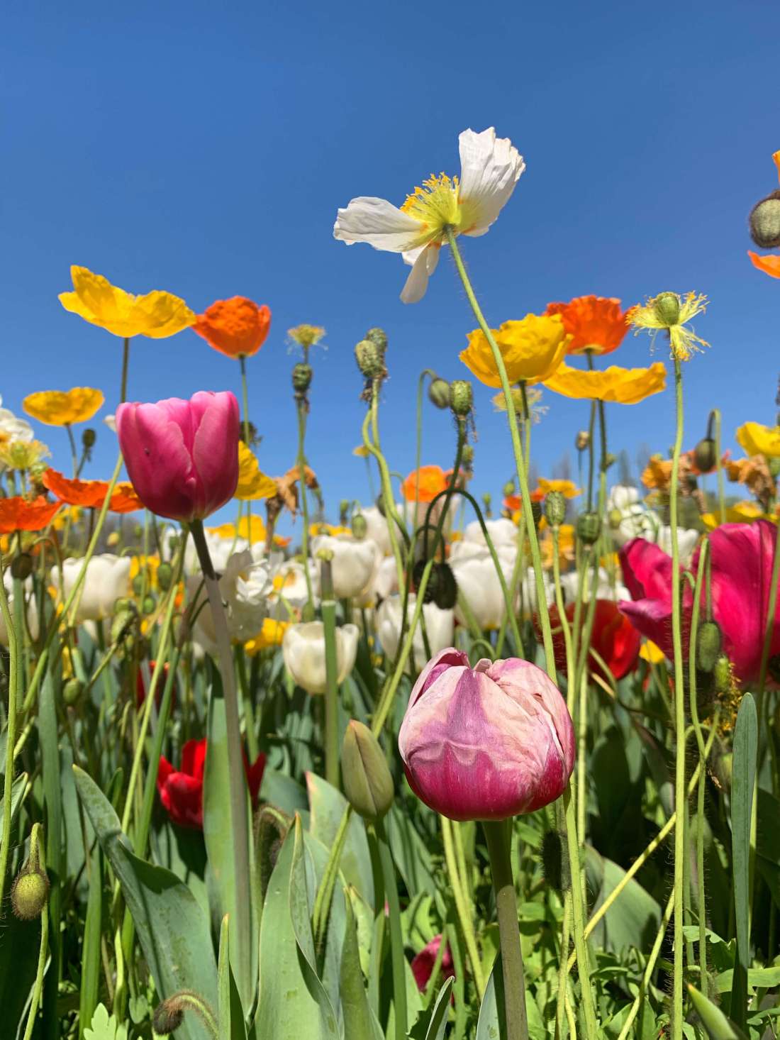Floriade festival 2019, Canberra, Australia