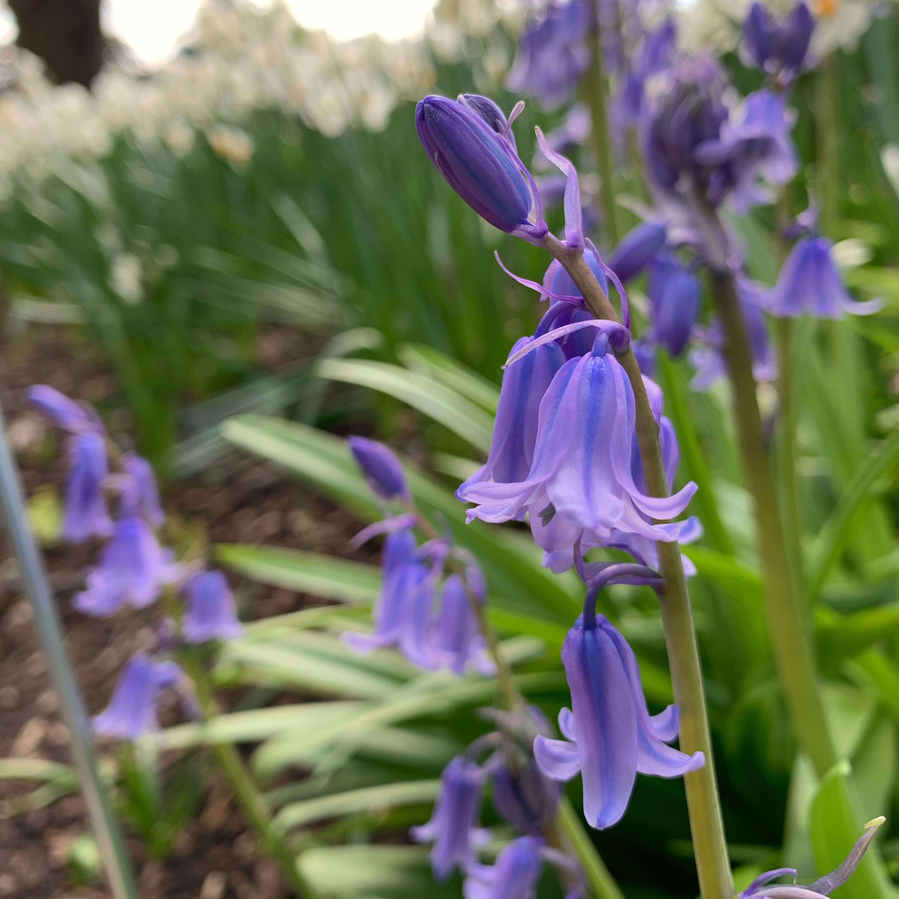 Flowers at Fitzroy Gardens, Melbourne