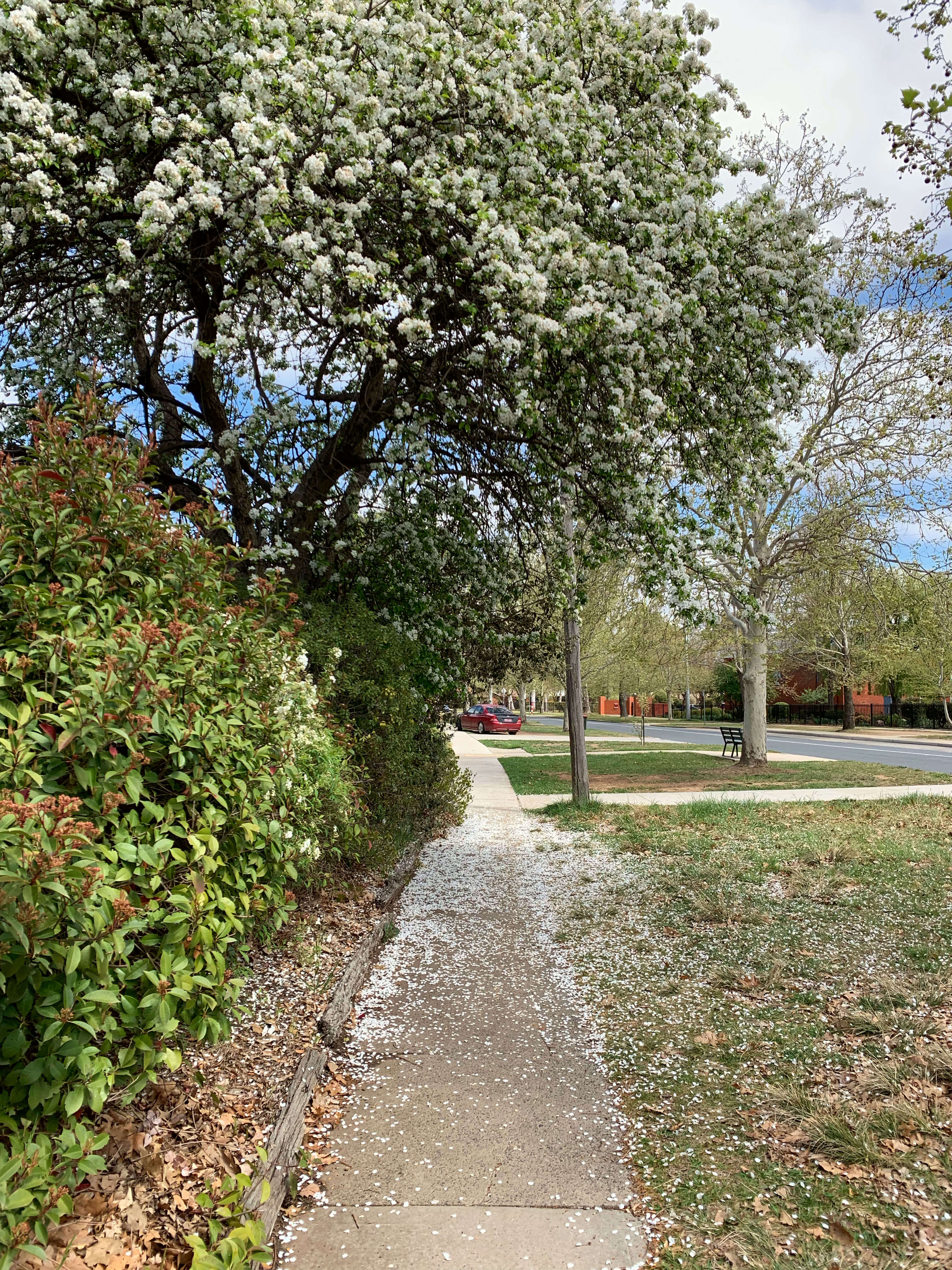 Spring in Canberra