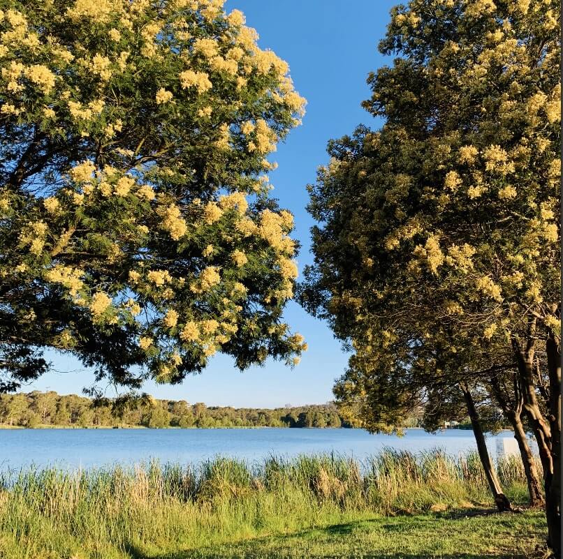 Blooming trees during spring, Lake Ginninderra, Canberra, Australia