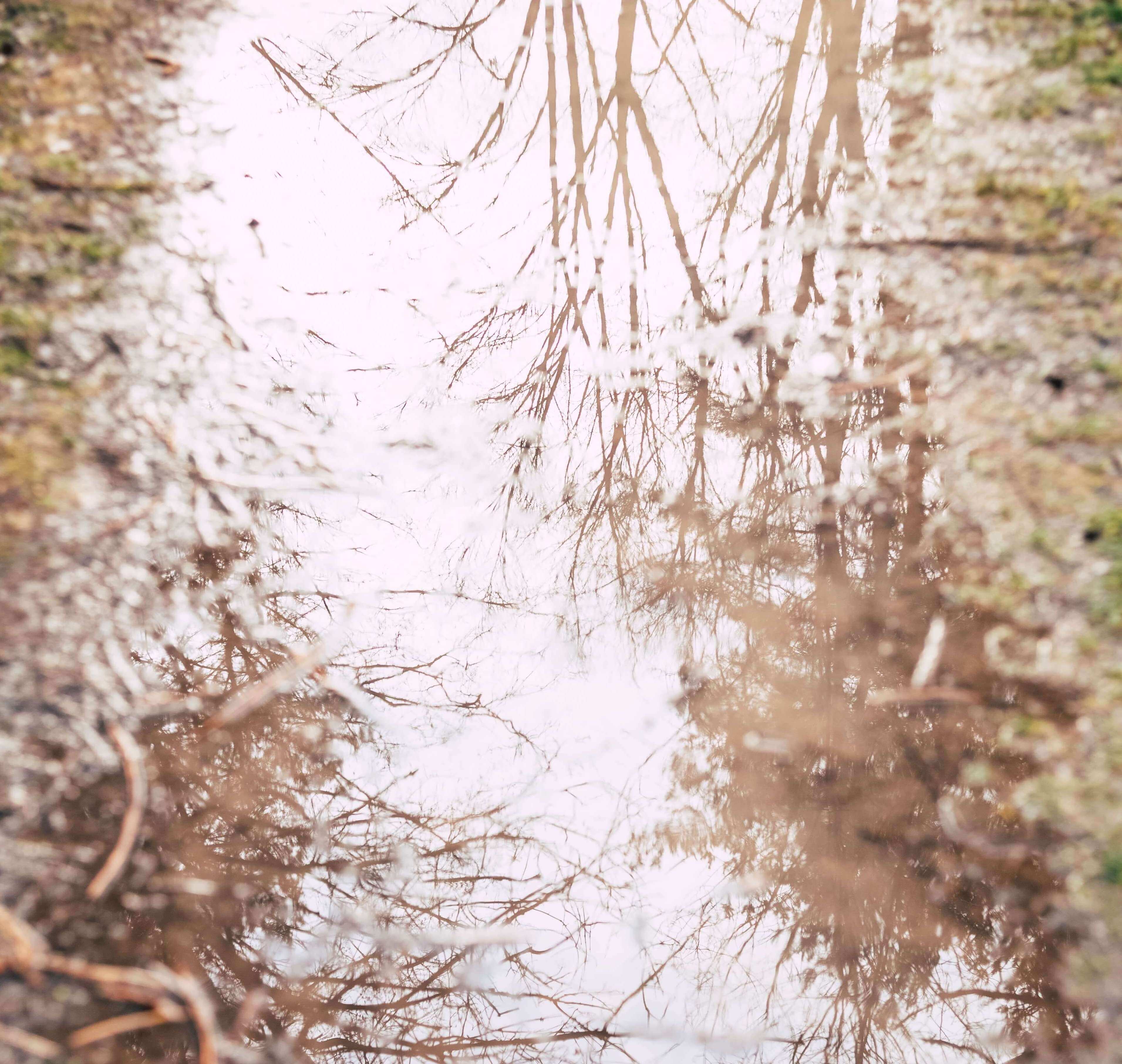Reflection of trees on a puddle of water - Markus Spiske on Unsplash