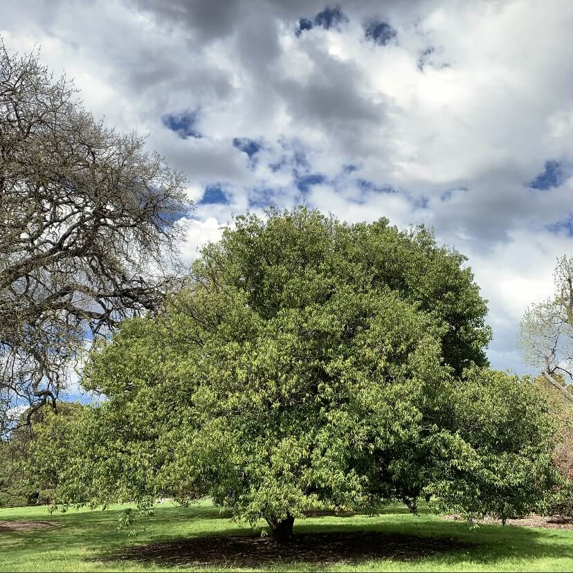 Royal Botanical Gardens, Melbourne