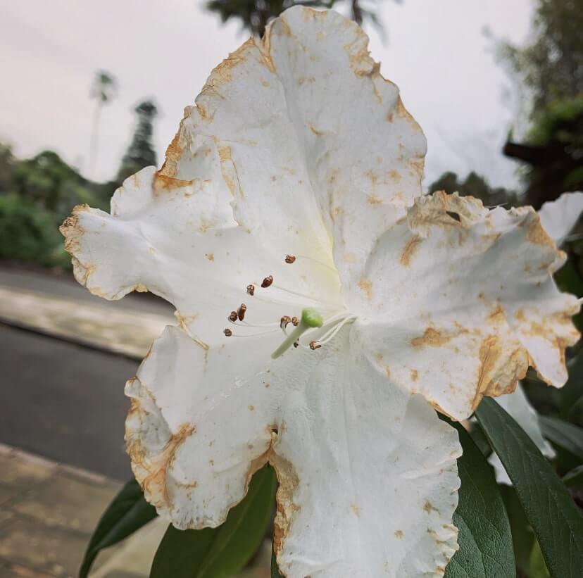 Flower at the Royal Botanical Gardens, Sydney