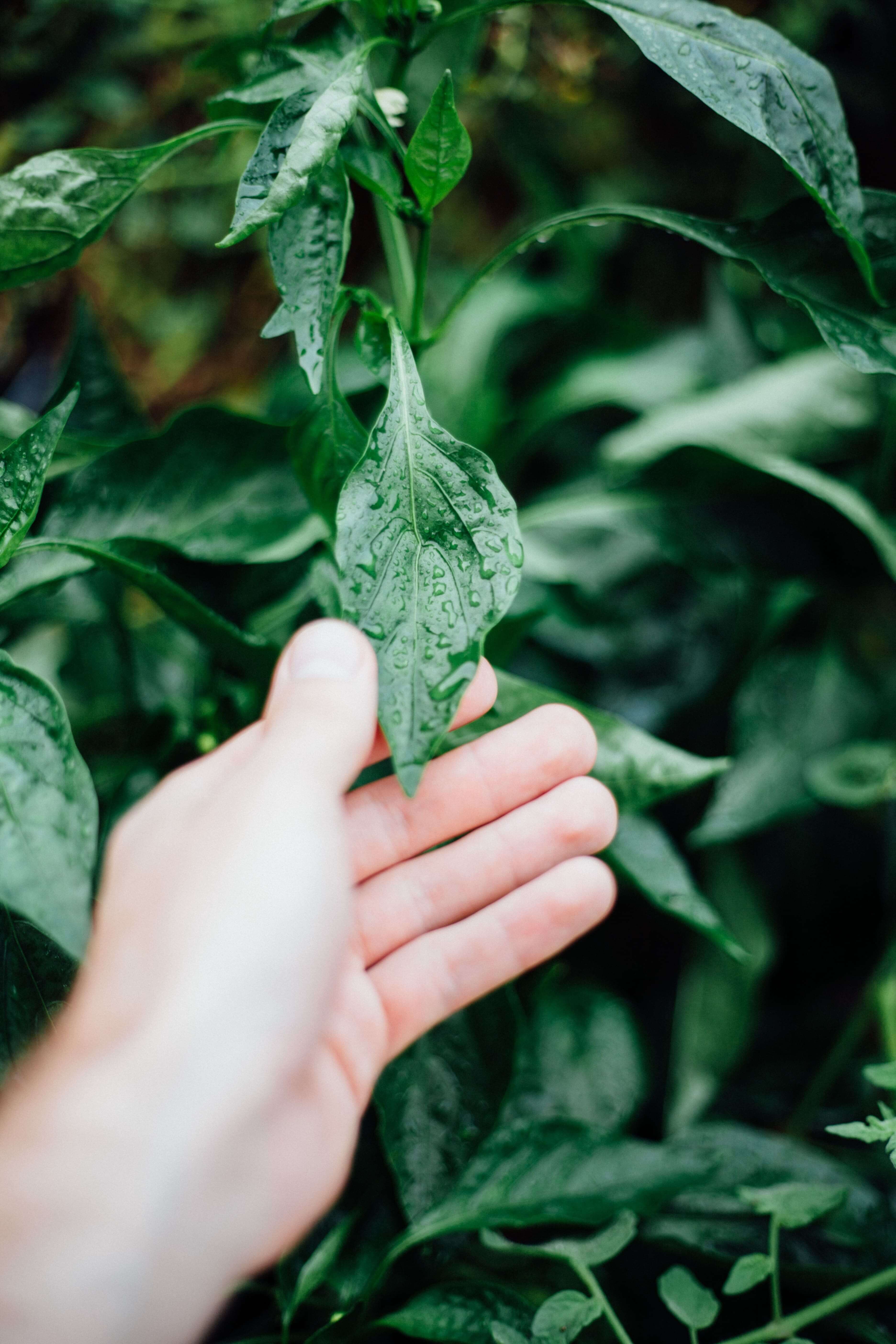 Person holding a leaf
