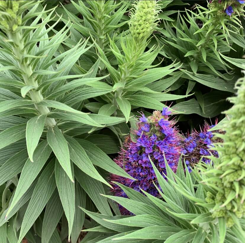 Royal Botanical Garden, Sydney