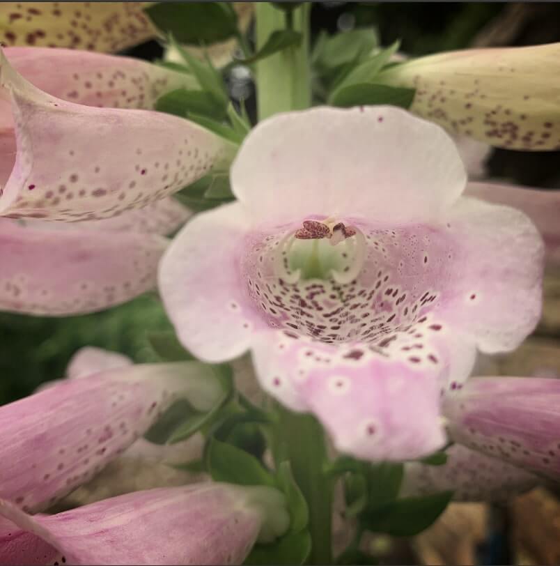 Royal Botanical Gardens, Sydney