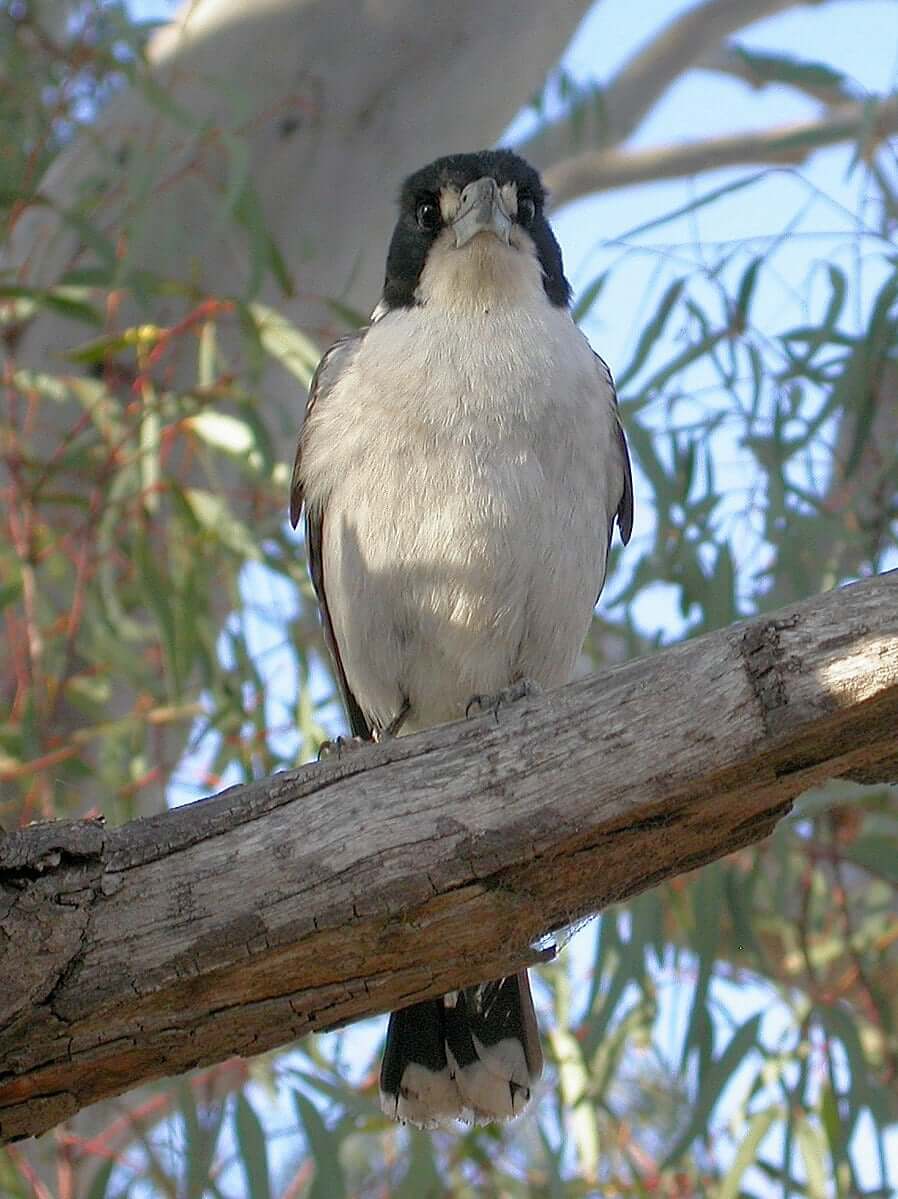 The Grey Butcherbird of Australia