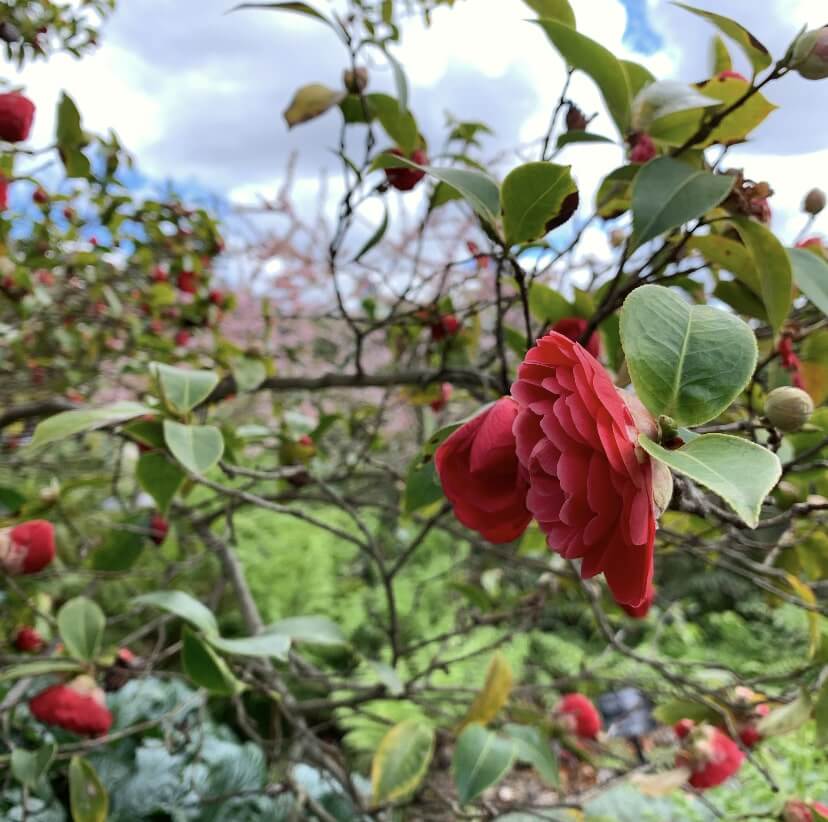 The Royal Botanic Gardens, Victoria