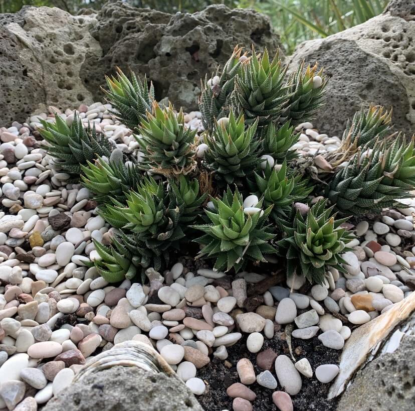 The Royal Botanical Gardens, Sydney