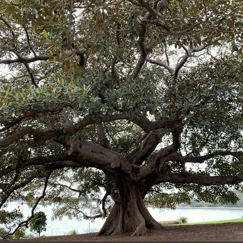 The Royal Botanical Gardens, Sydney