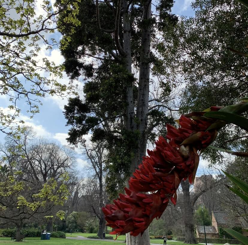 Fitzeroy Gardens, Melbourne