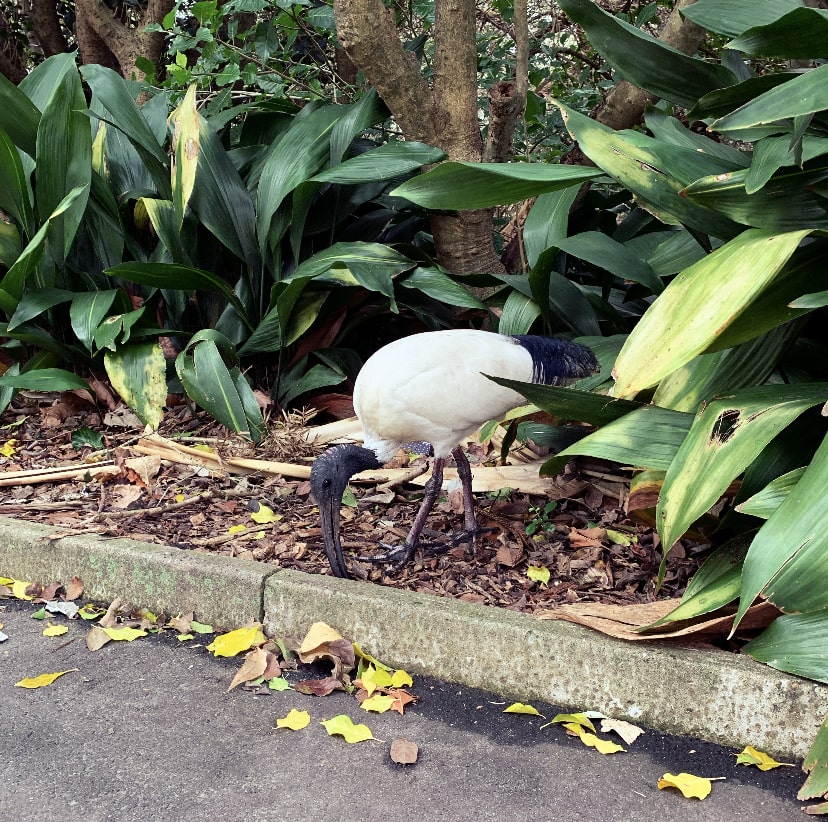 Royal Botanical Gardens, Sydney