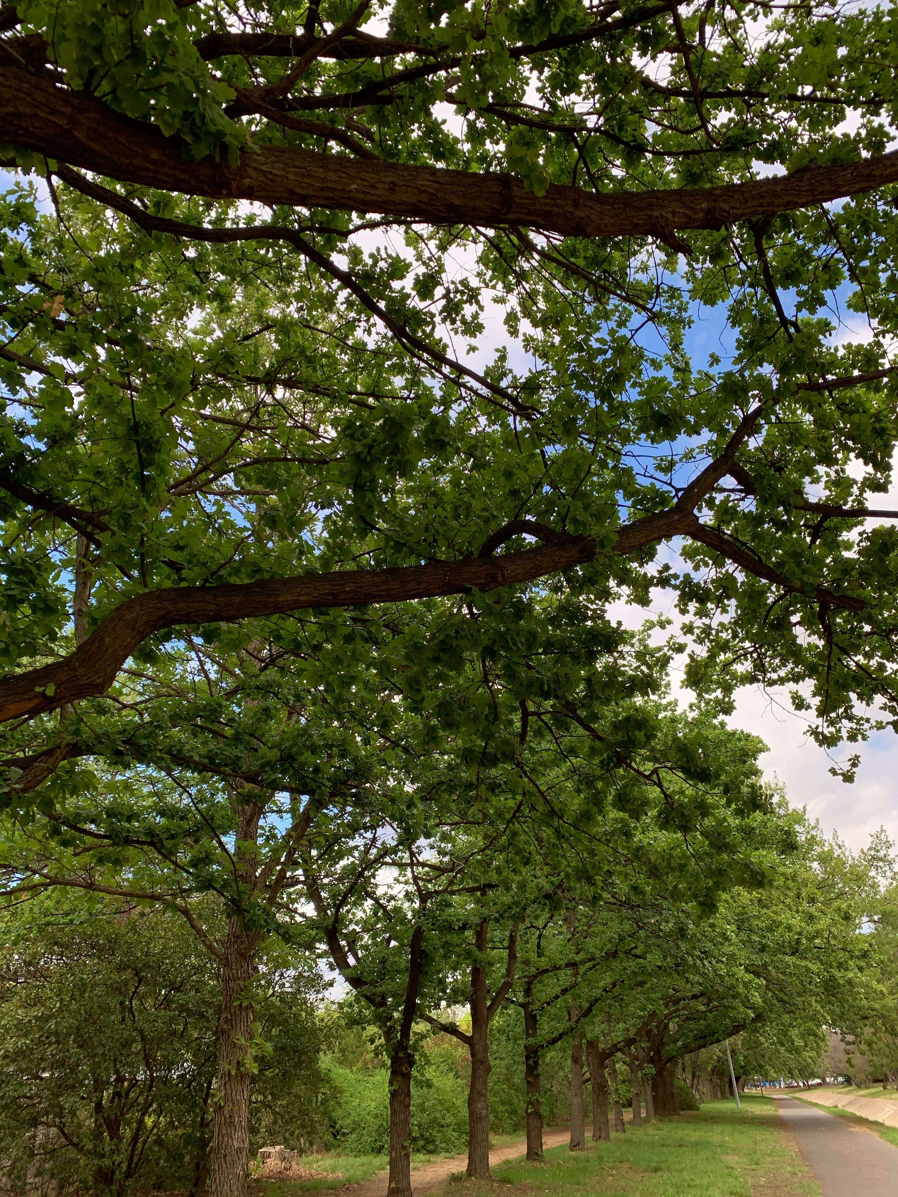 Greenery in Canberra