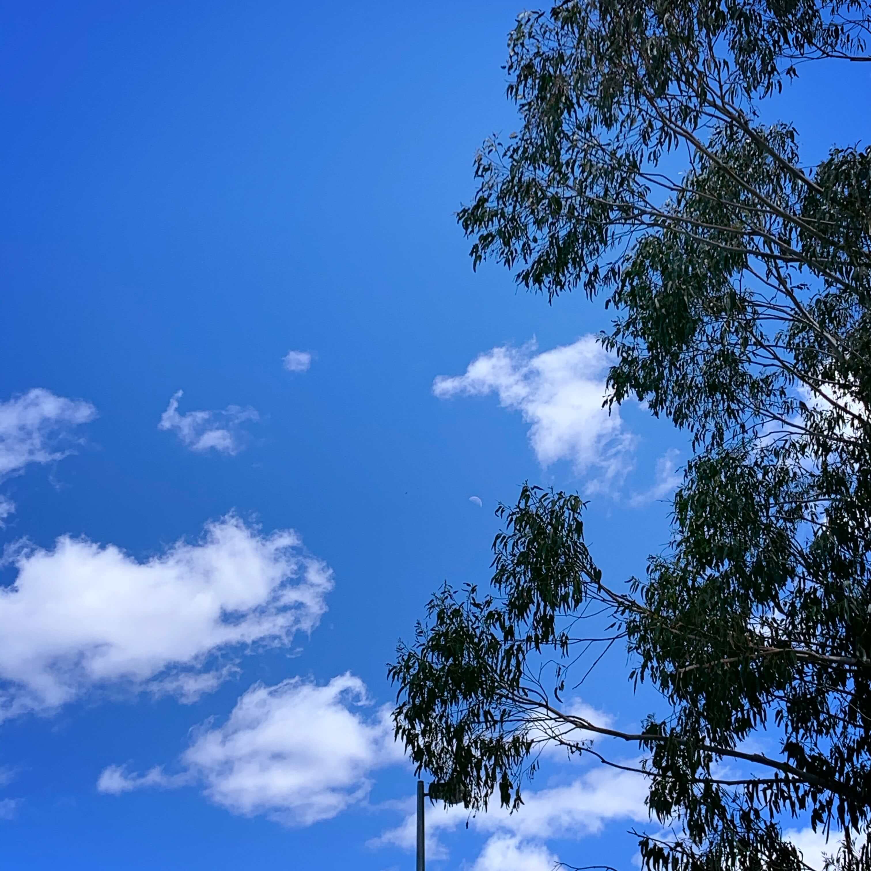 Autumn midday in Canberra