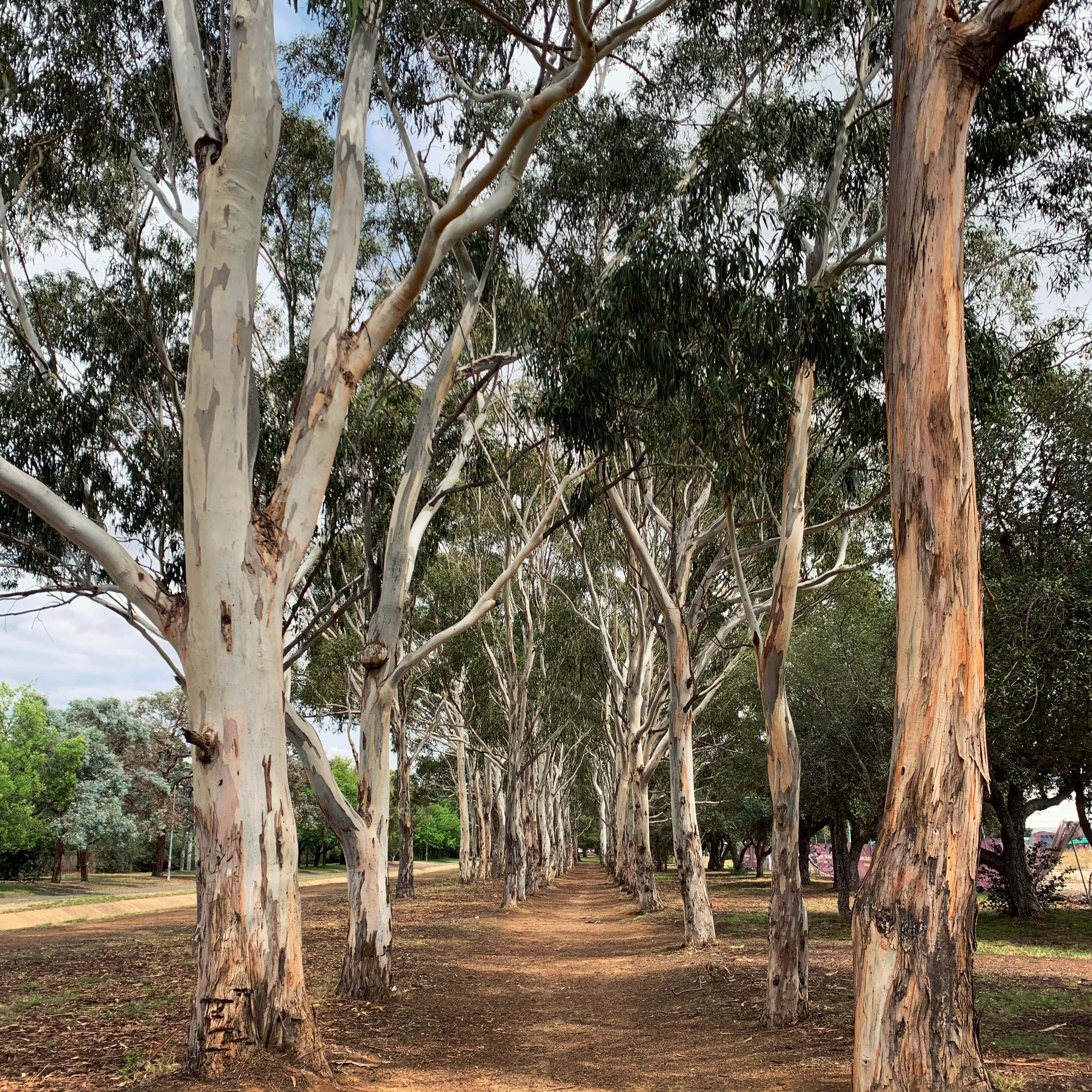 Eucalyptus trees, Canberra