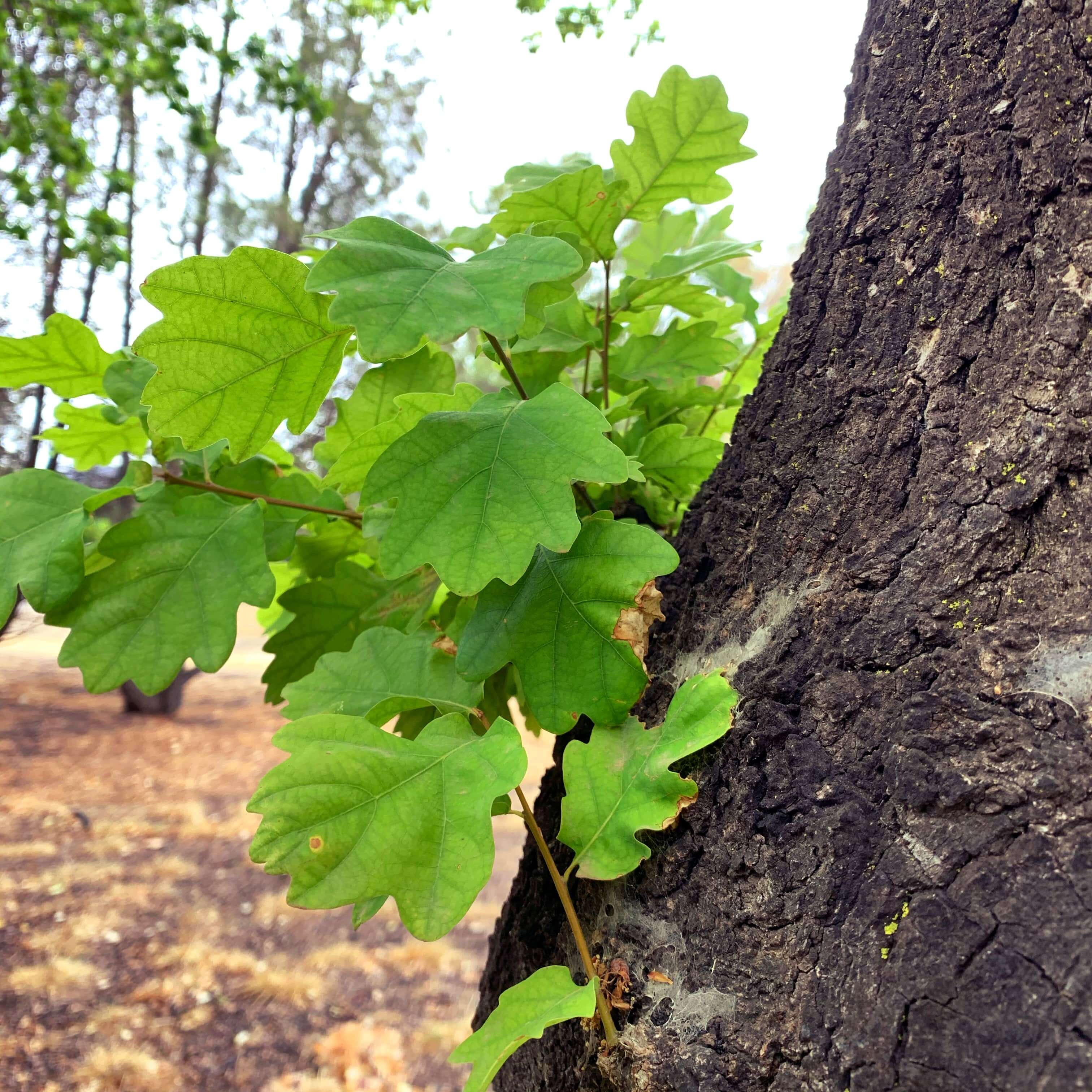 New leaves growing in a tree