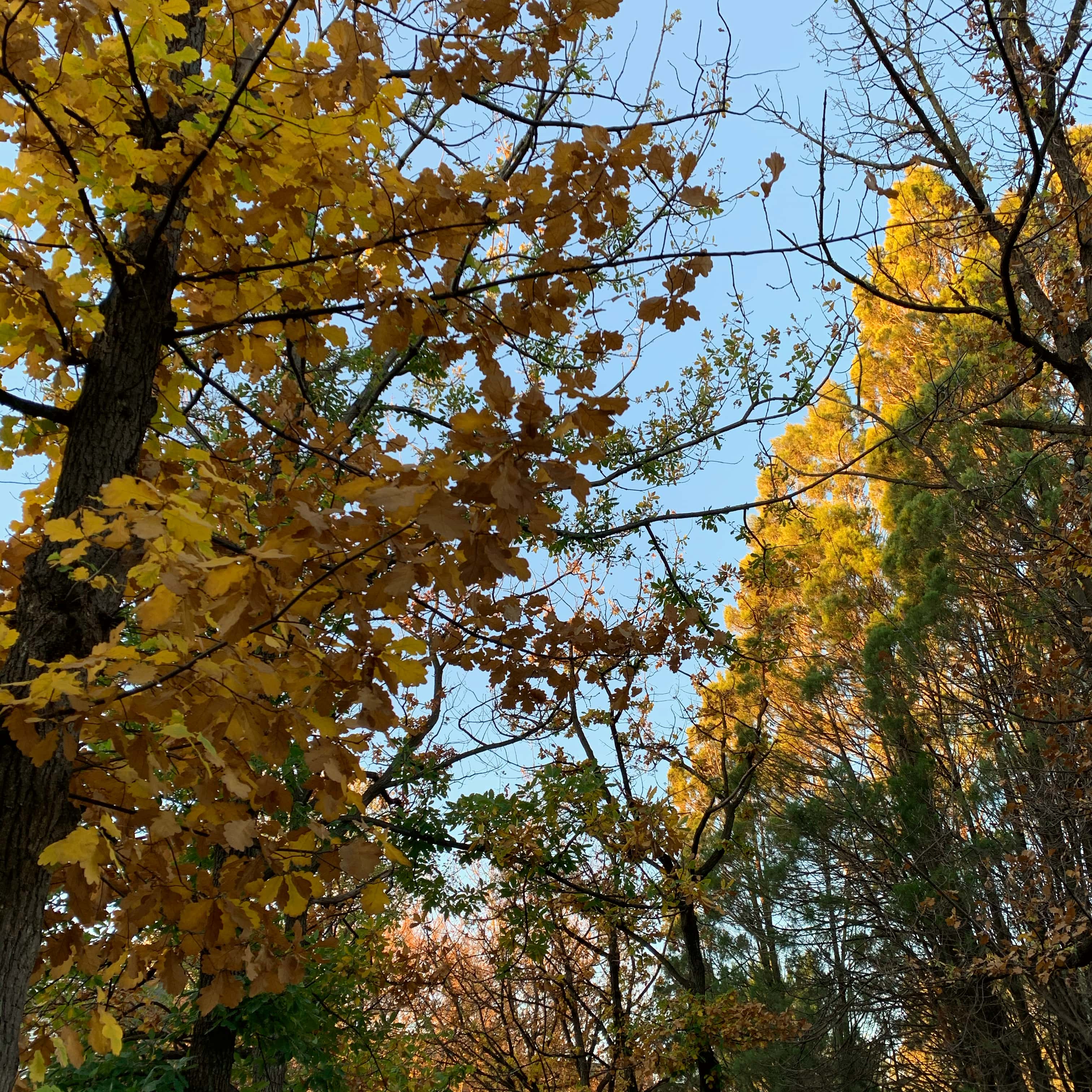 Autumn afternoon, Canberra