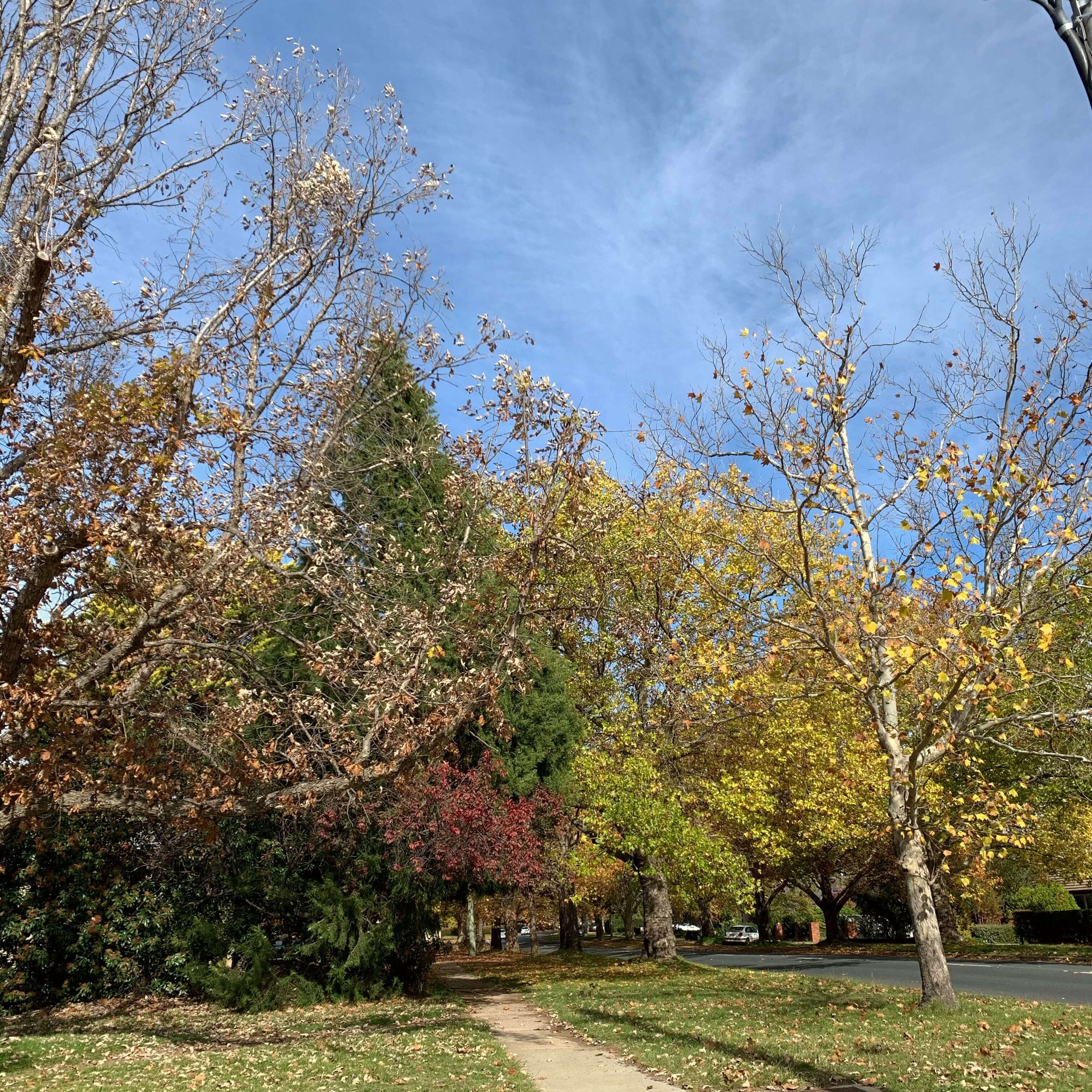 Autumn trees, Canberra