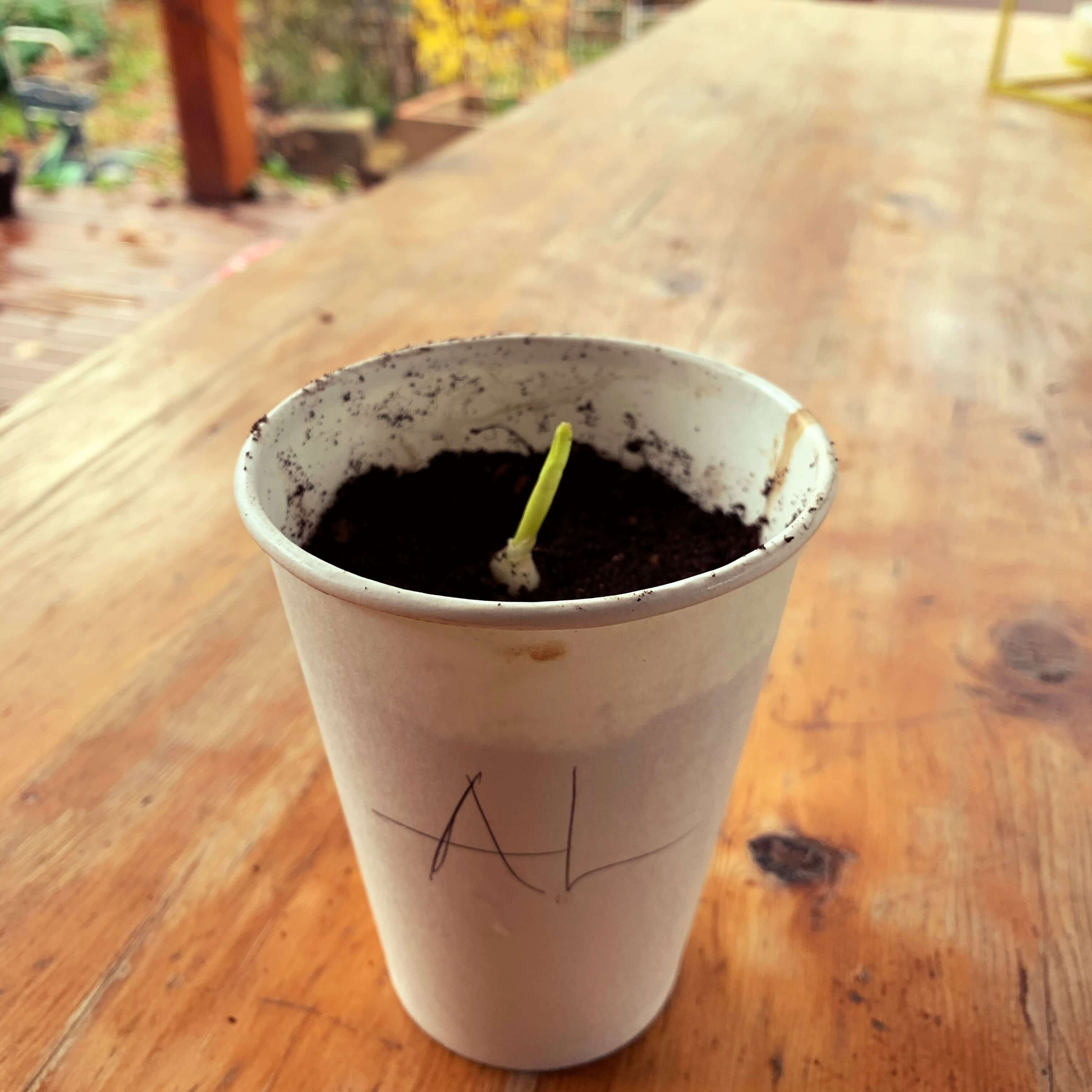 Reusing a takeaway coffee cup