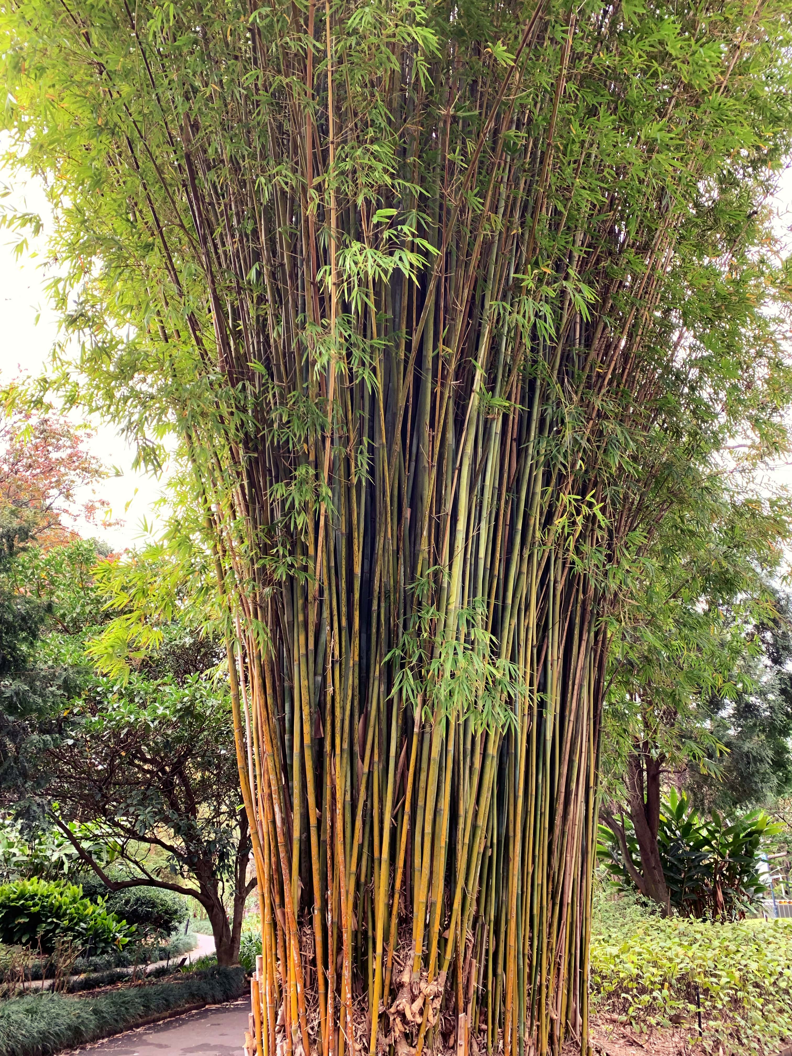 Royal Botanical Gardens, Sydney