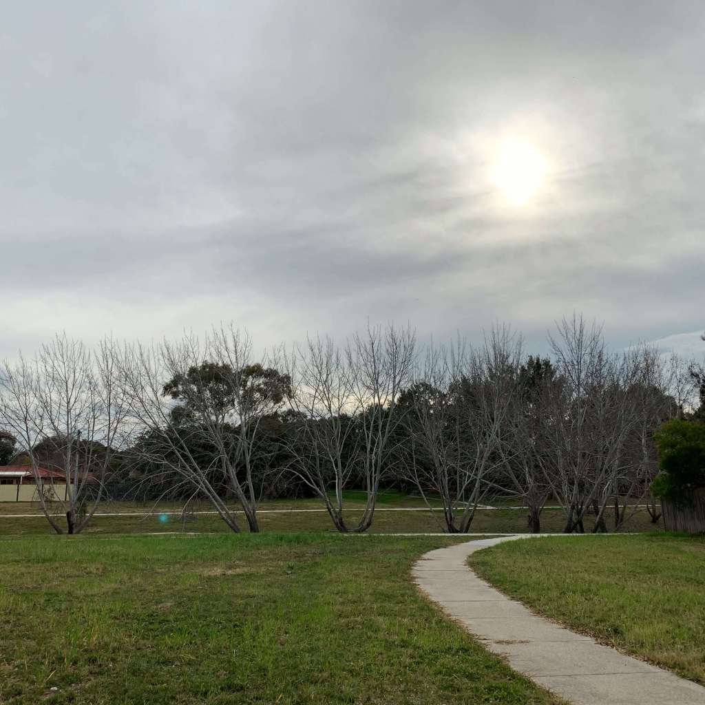 Eucalyptus (gum) trees in Canberra