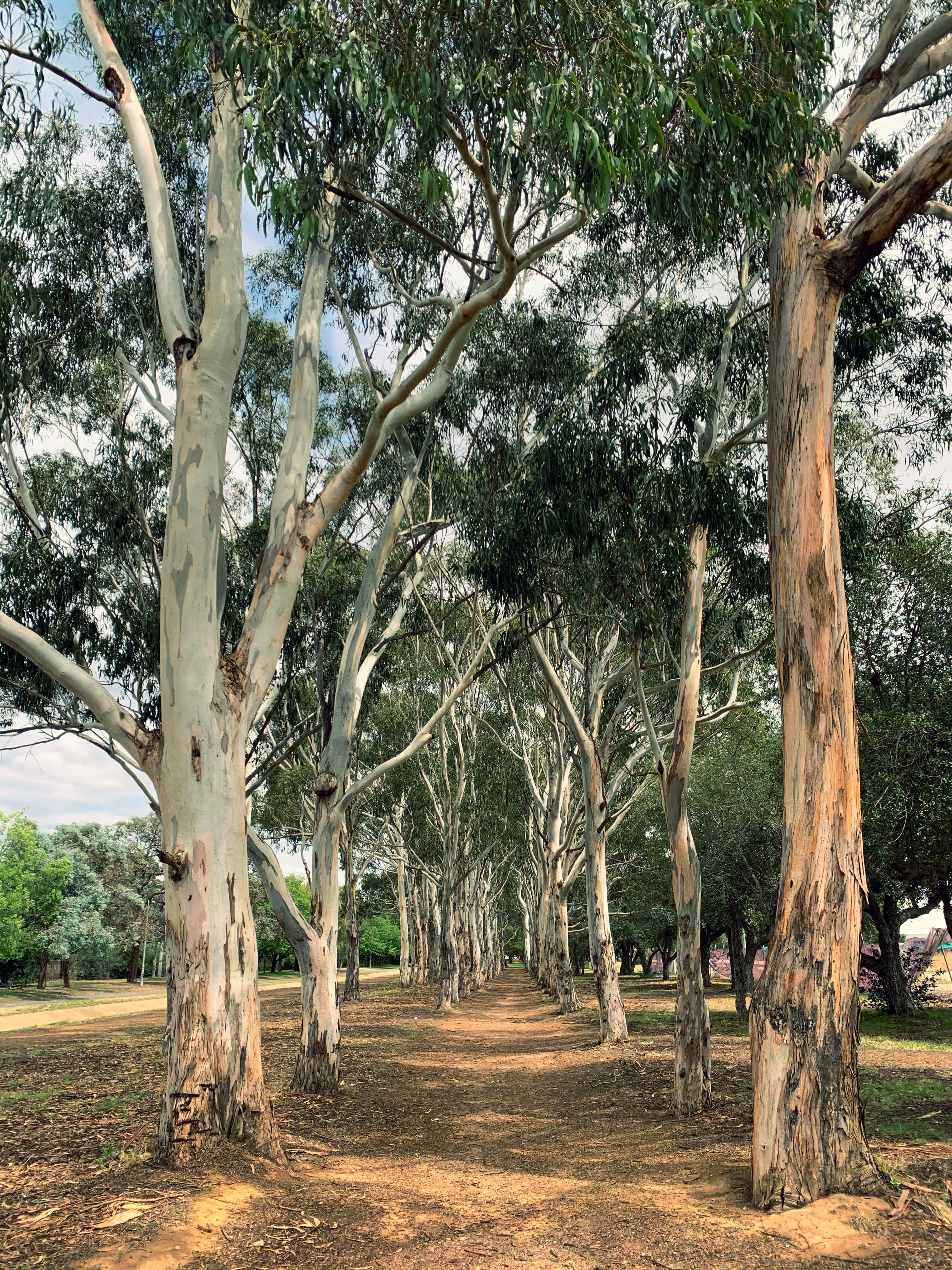 Eucalyptus trees, Canberra