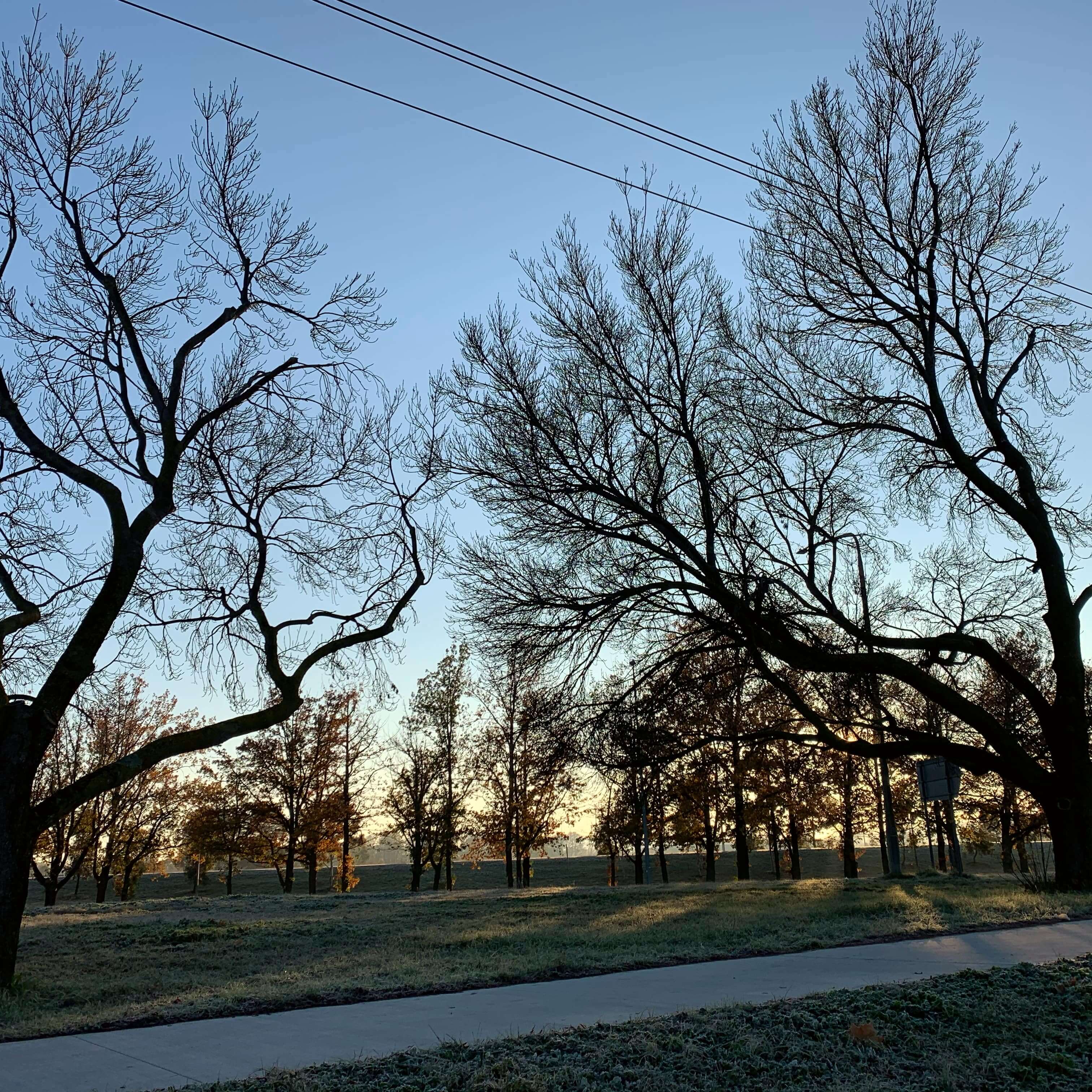 Frosty morning in the first week of winter. Canberra
