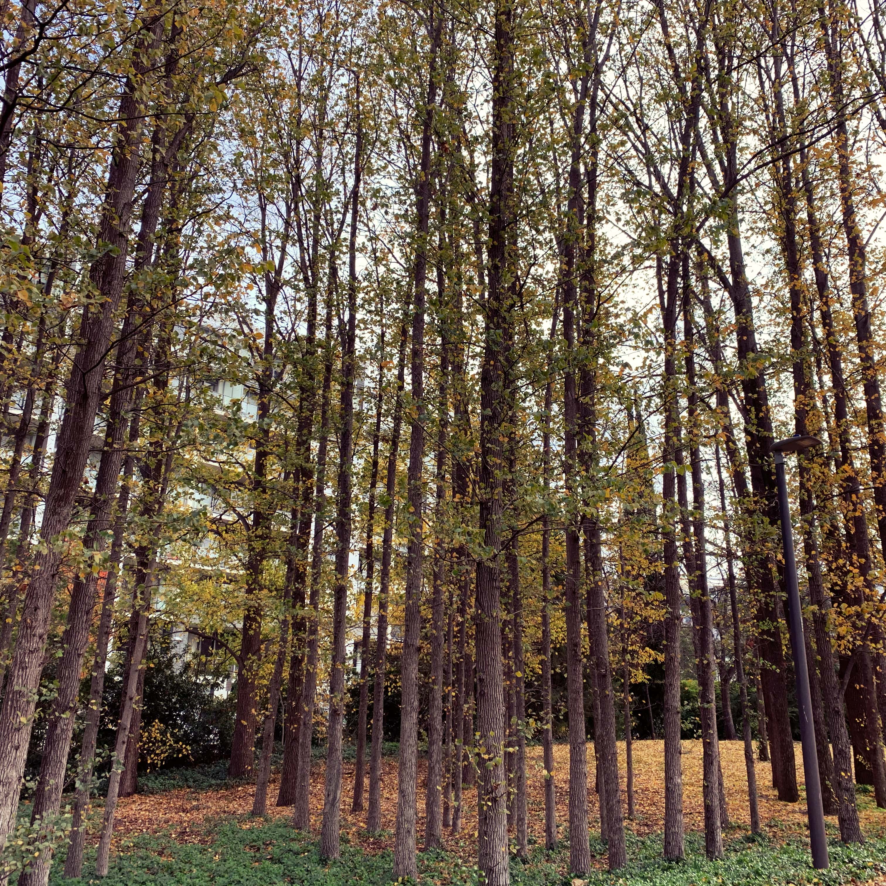 Trees in Autumn, Canberra