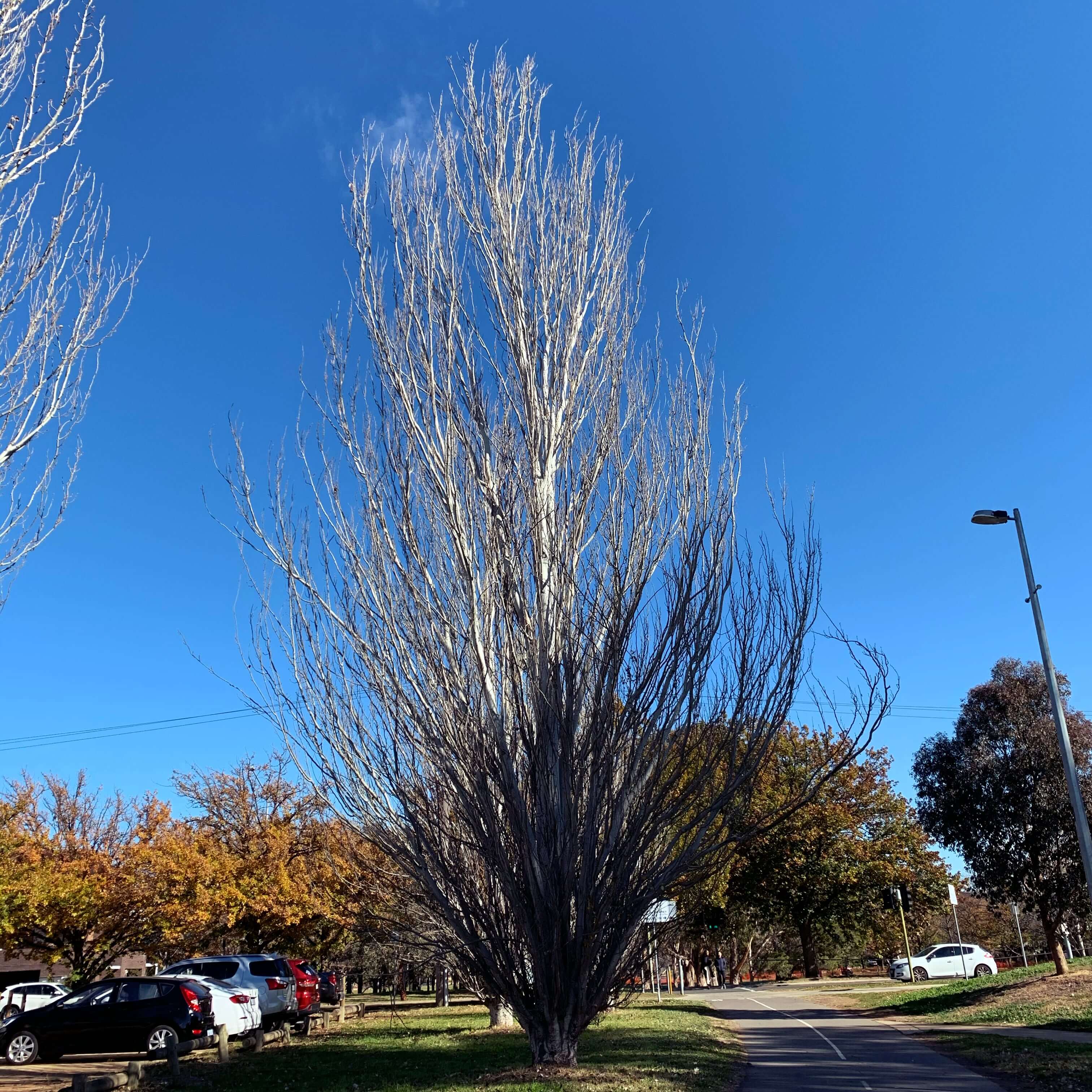 Trees in the beginning of winter