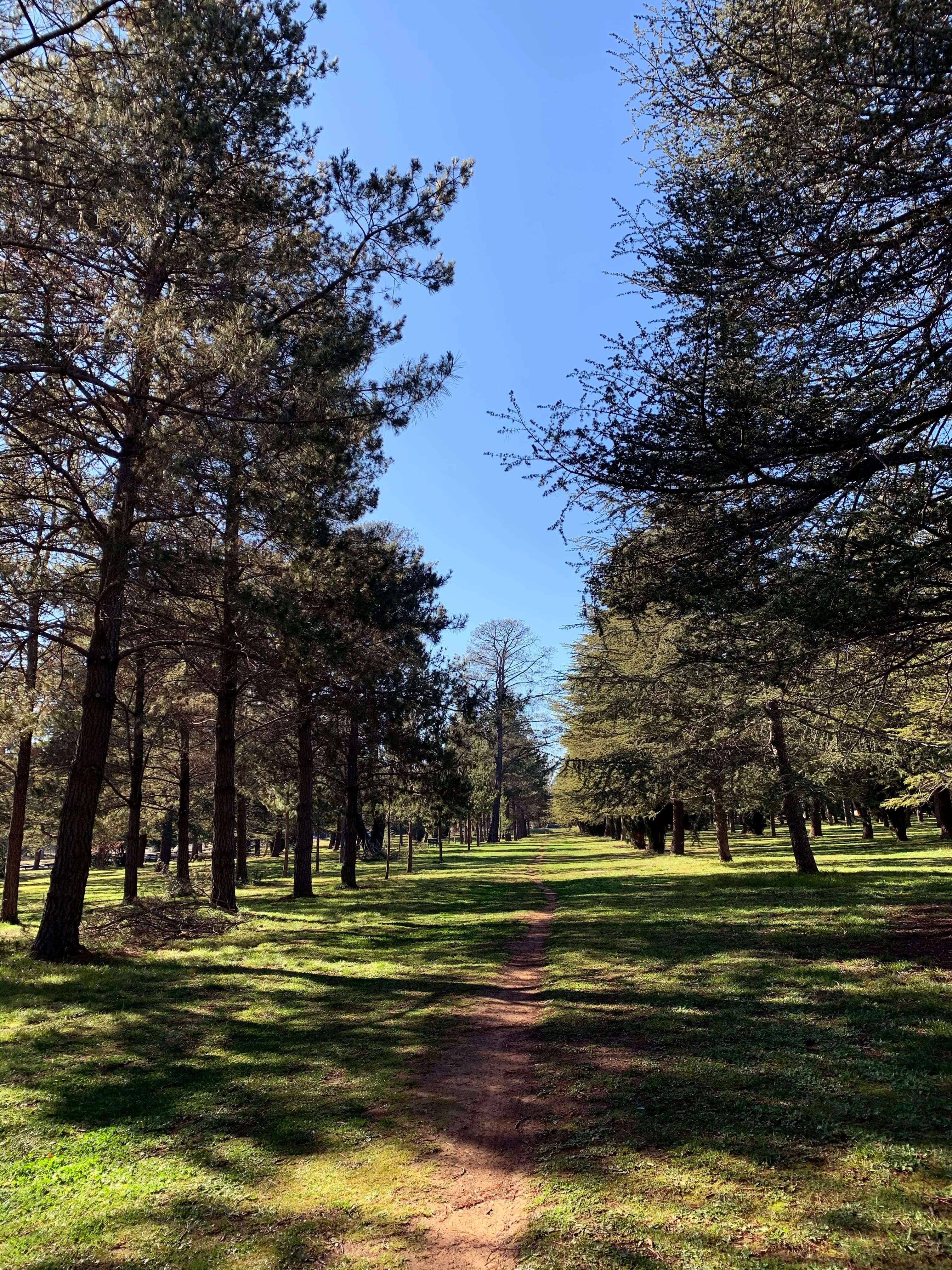 Winter morning walk, Canberra