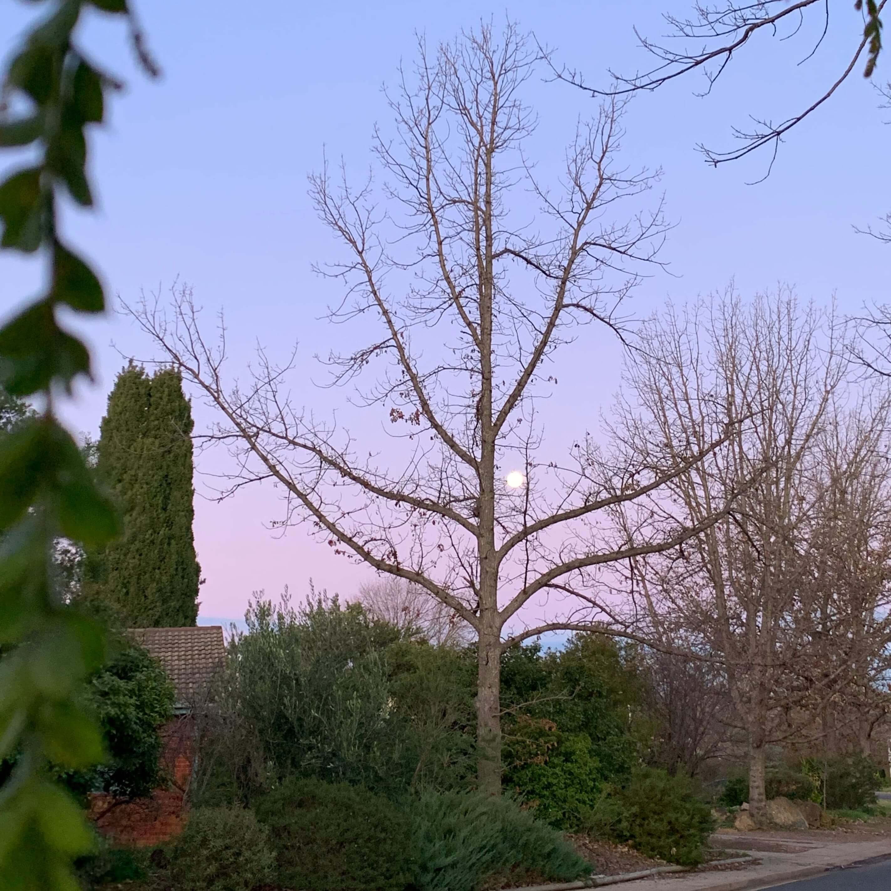 Full moon on a winter evening, Canberra