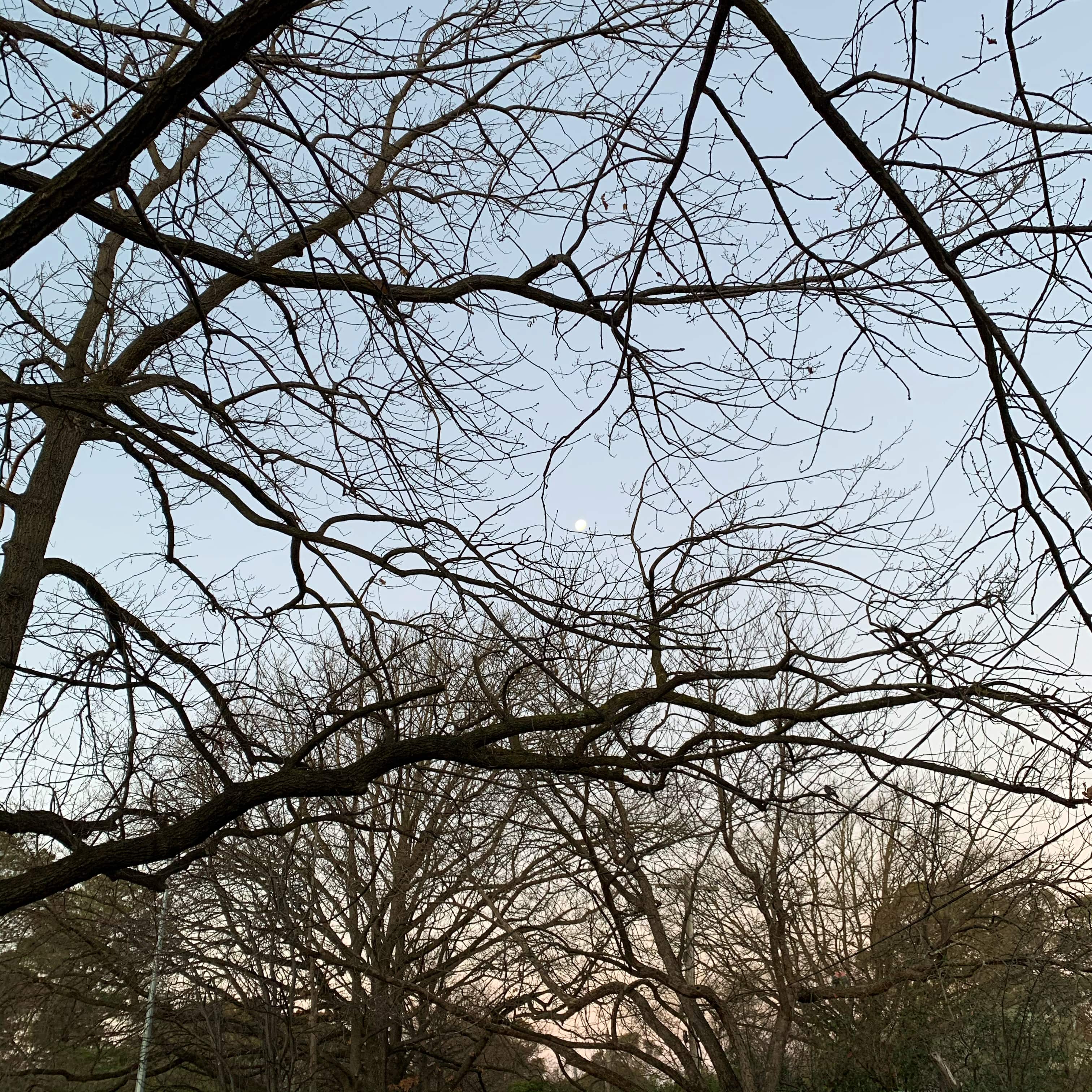 Moonrise on a winter day, Canberra
