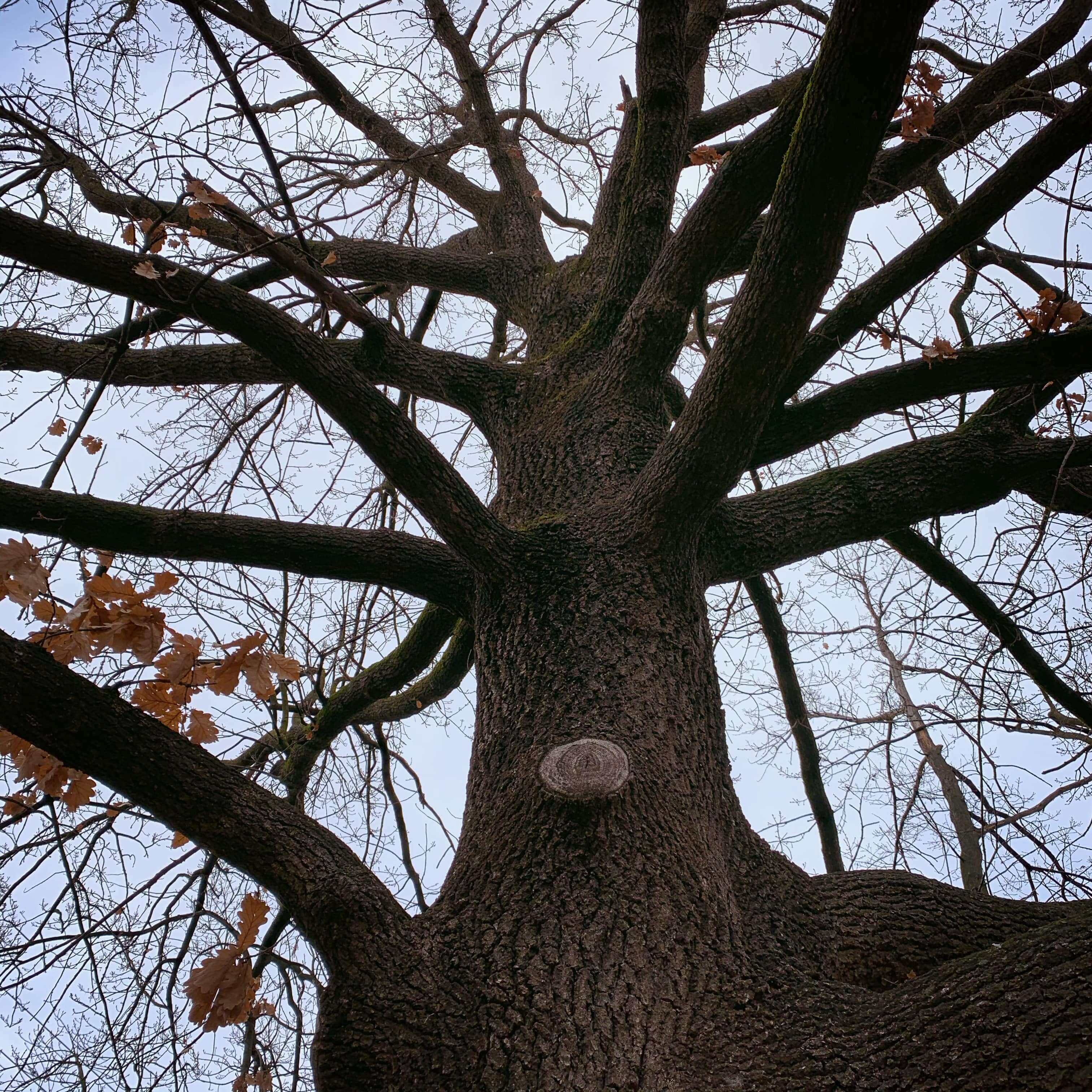 Tree in winter, Canberra