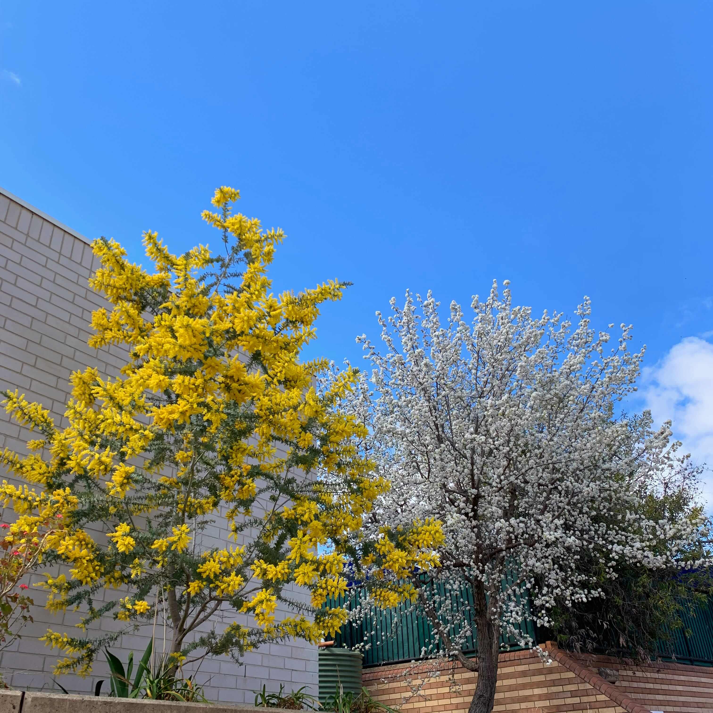 Trees in bloom, Canberra
