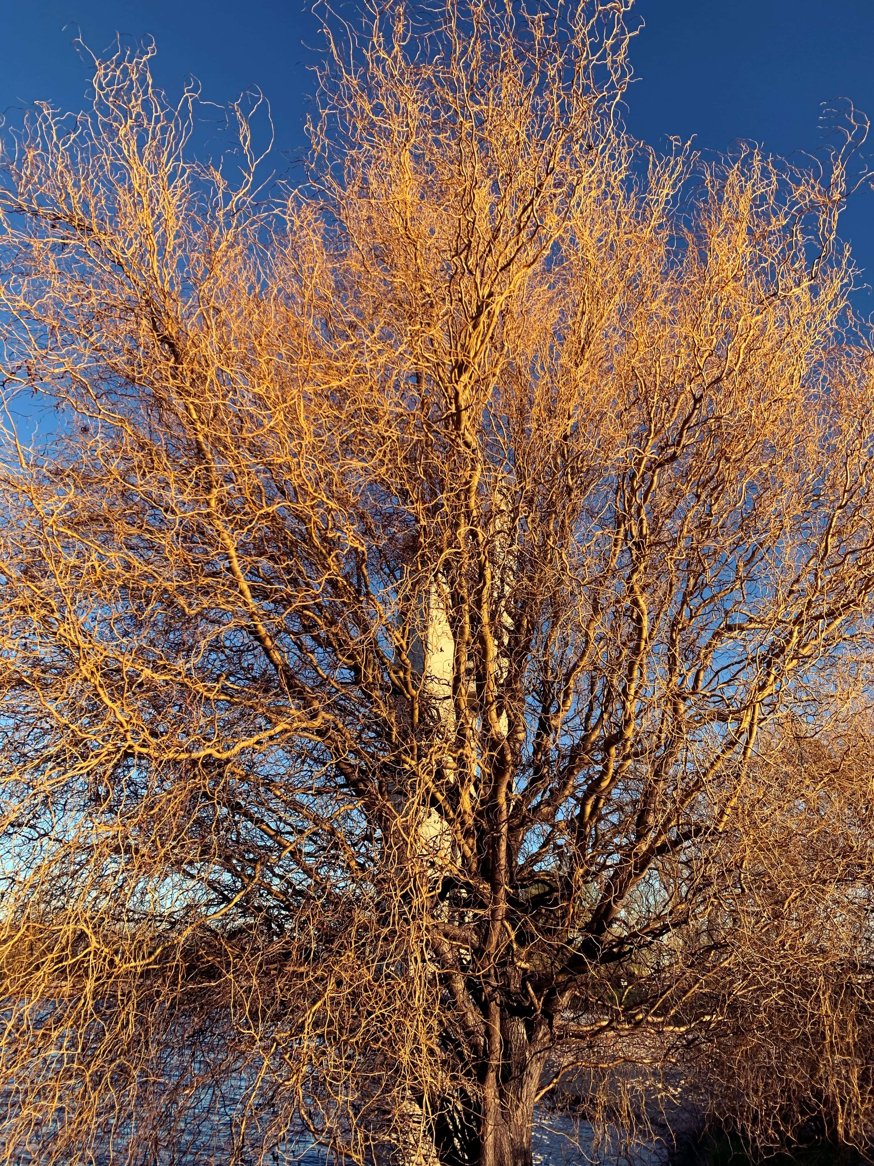 Leaf-less tree by the lake, Canberra