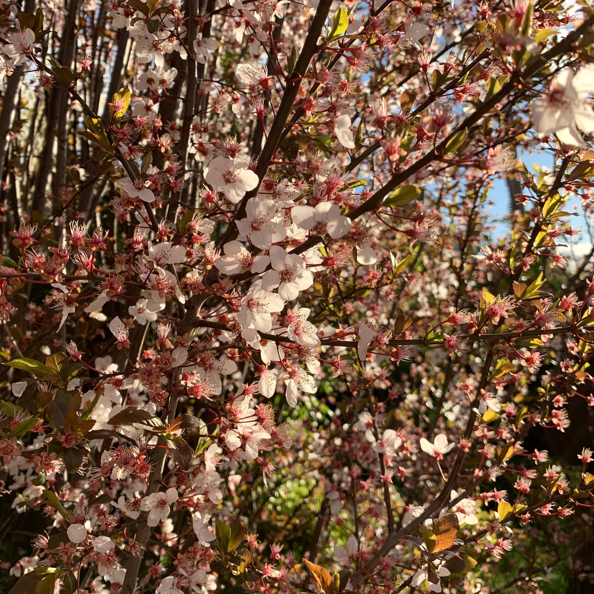 Cherry blossoms in spring time, Canberra