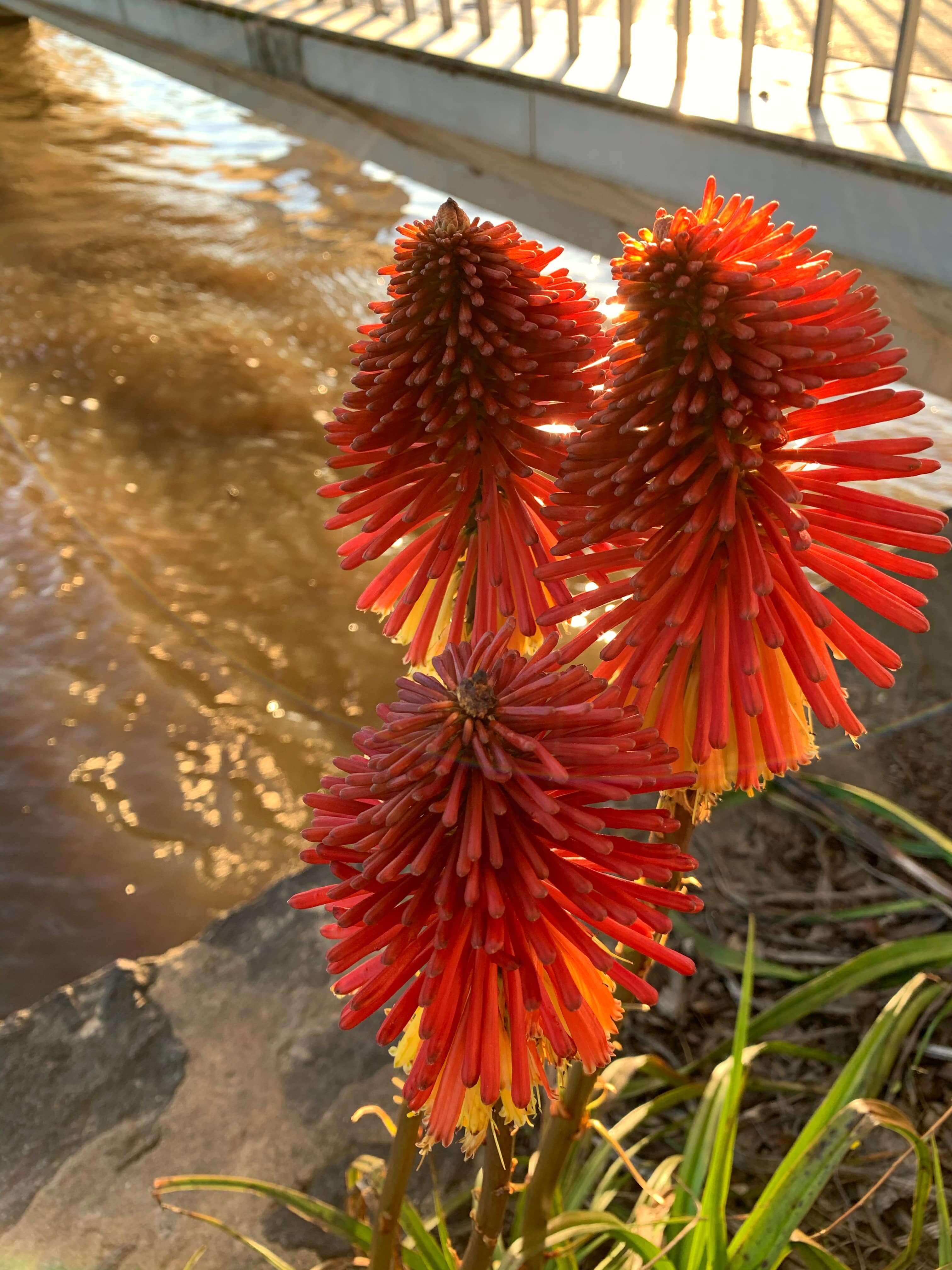 Plants by the lake, Canberra
