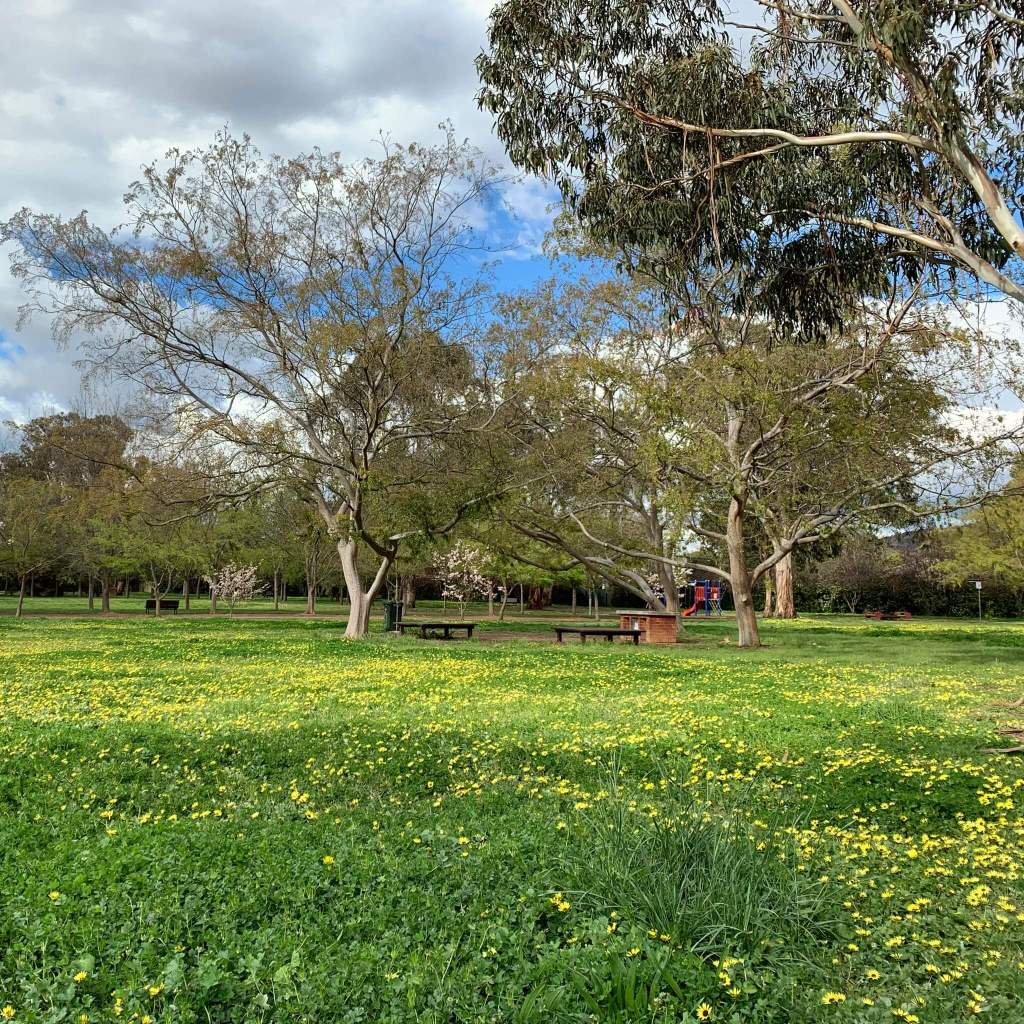 Spring afternoon in Canberra