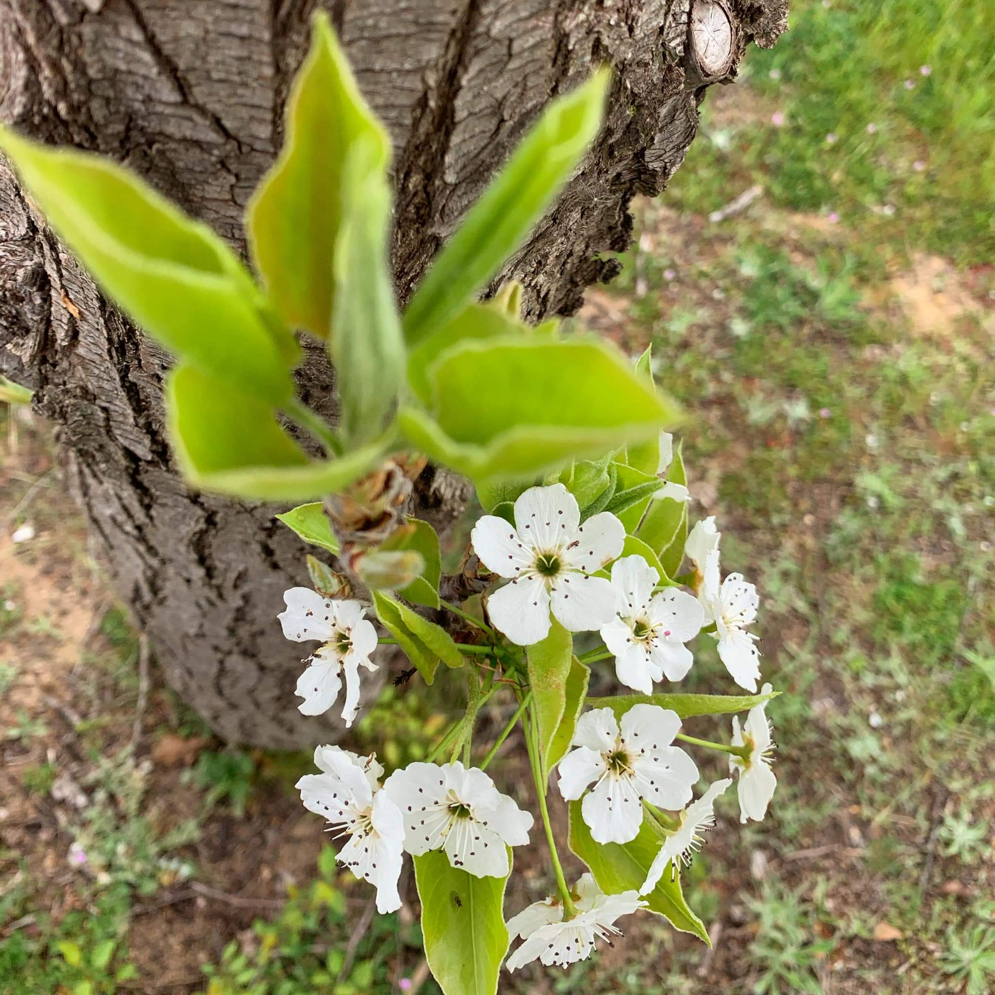 Spring blossoms, Canberra