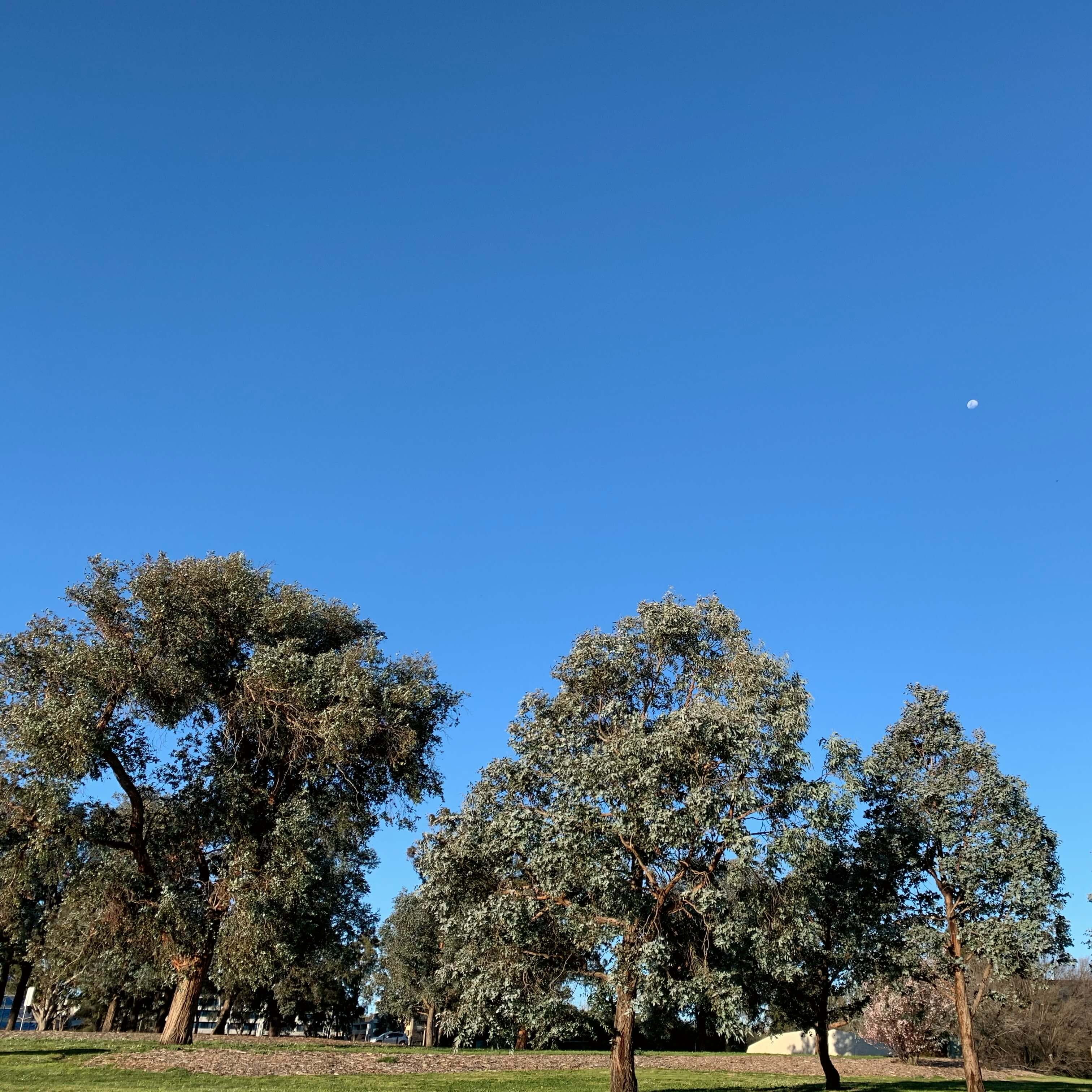 Winter moonrise, Canberra