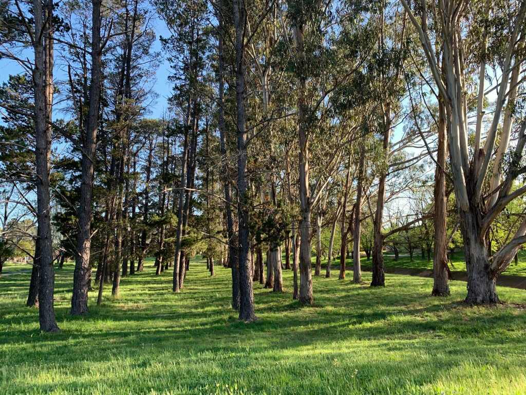 Trees thriving in Canberra's spring