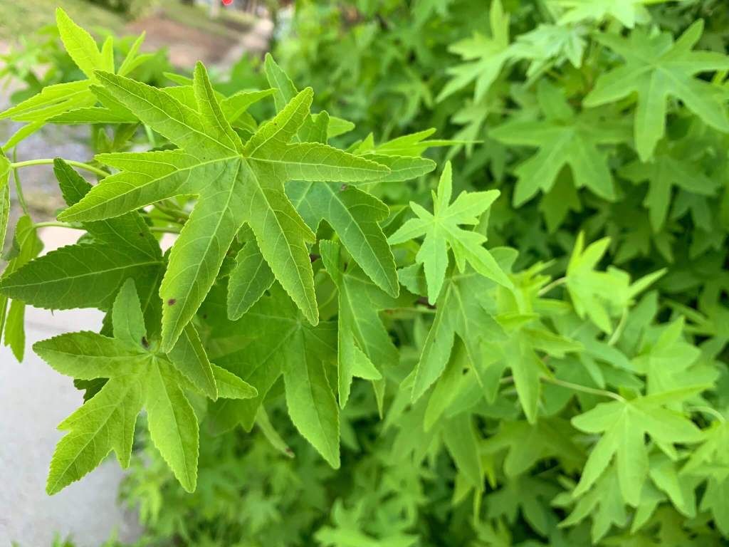 Plants on the sidewalk, Canberra