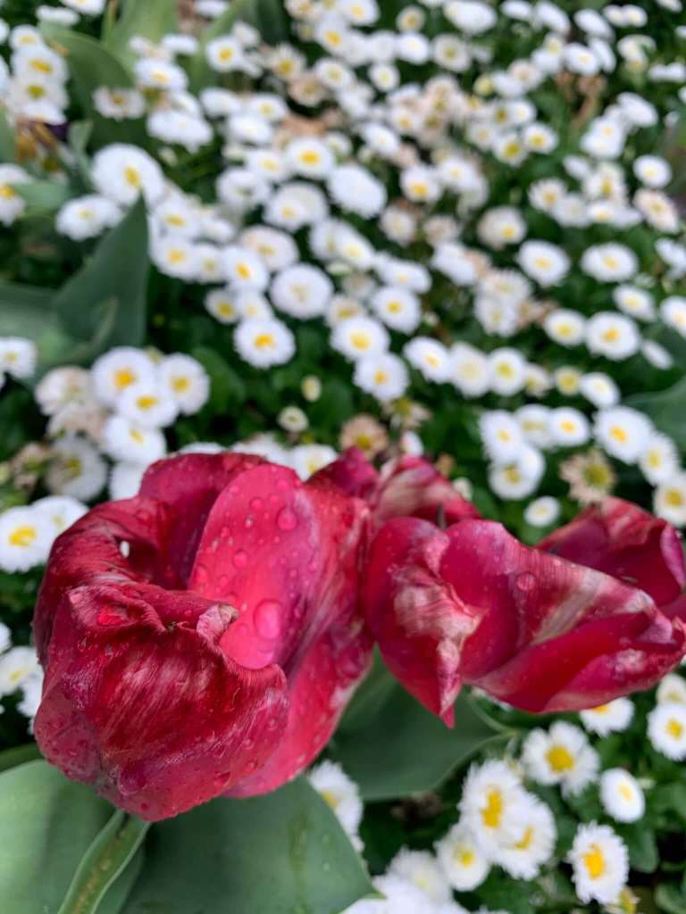 Spring blossoms, Canberra