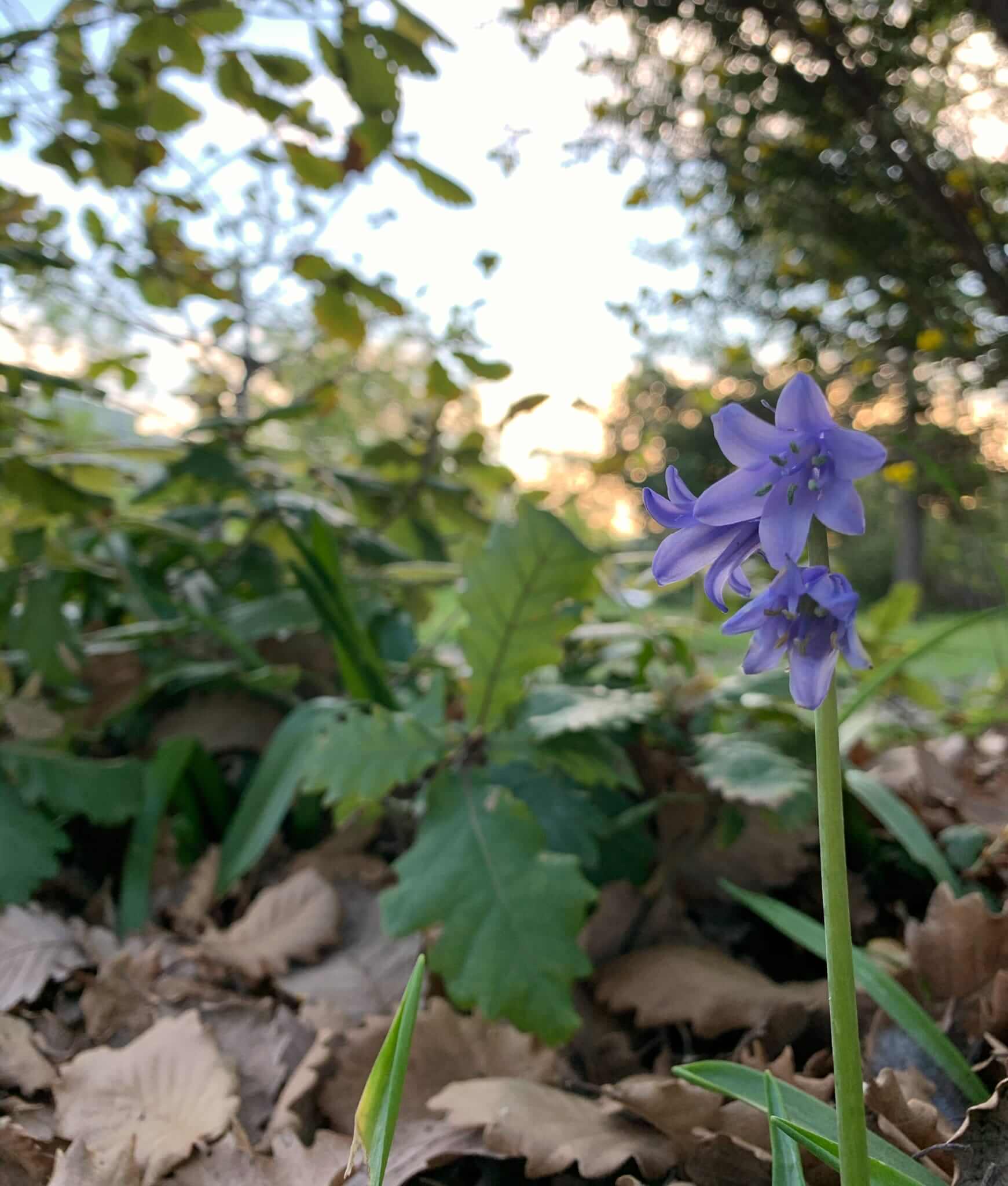 Spring flowers, Canberra