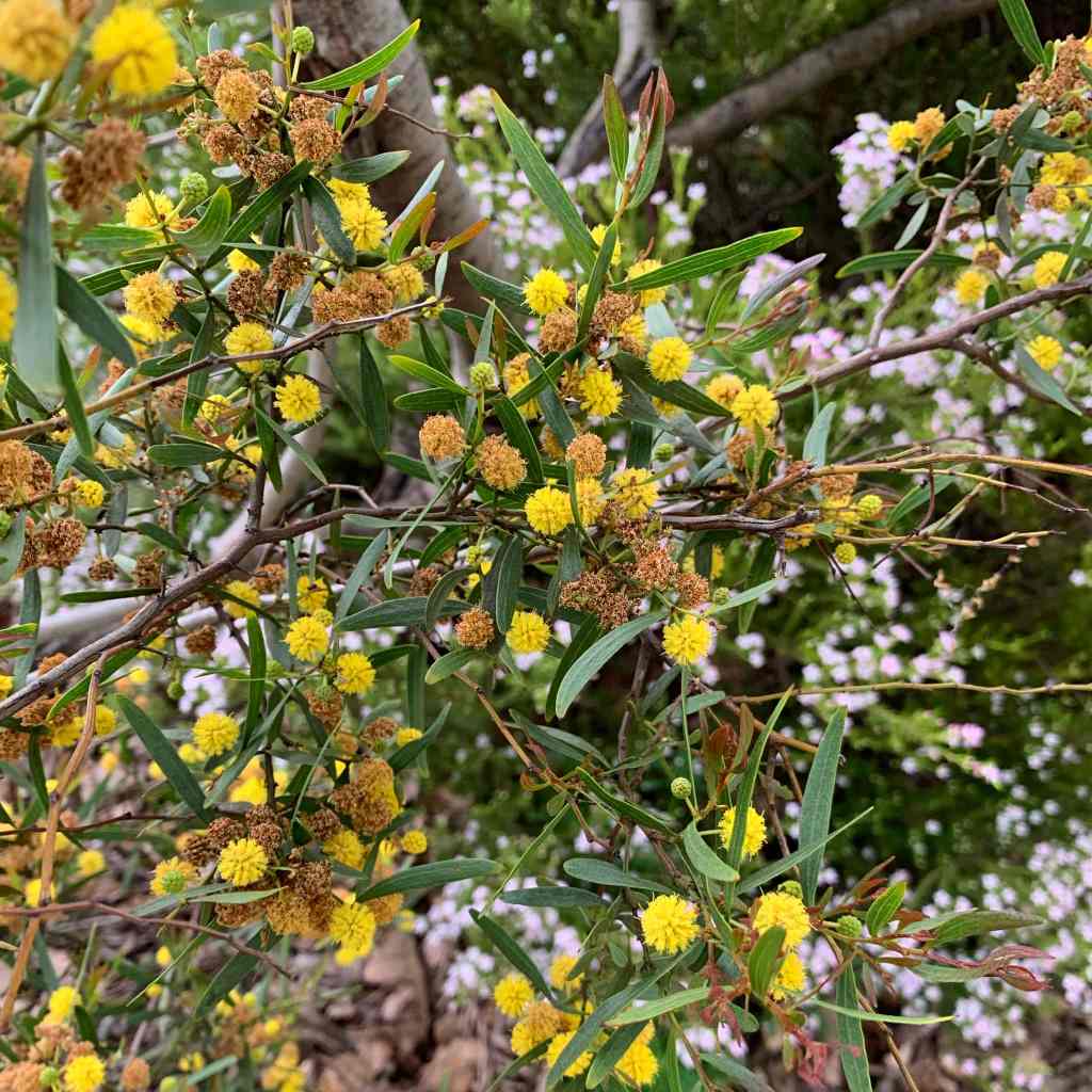 Wattle - National flower of Australia