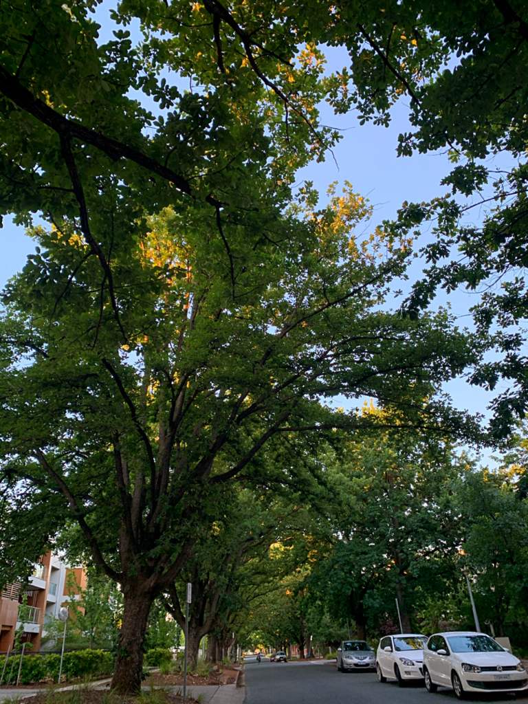 Summer sunset, Canberra