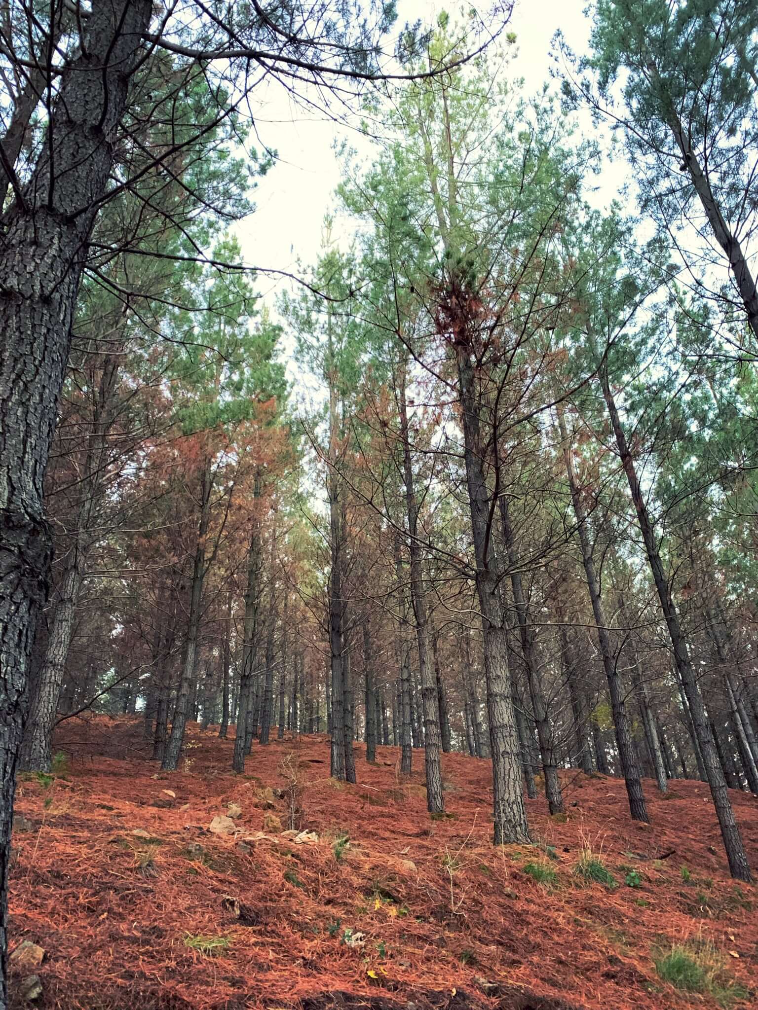 Pine forest, National Arboretum, Canberra