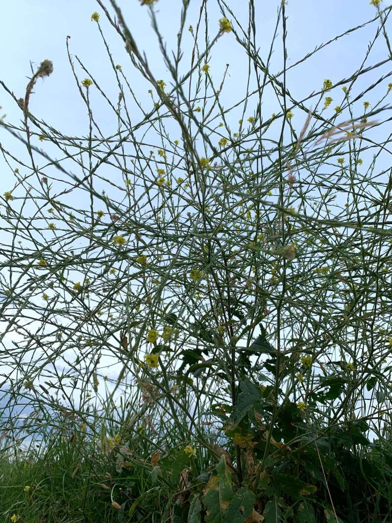 small plant bush, Canberra